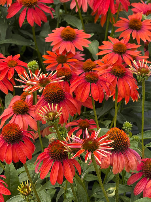 Echinacea purpurea PollyNation™ Orange Red | Coneflower therapyofflowers.com
