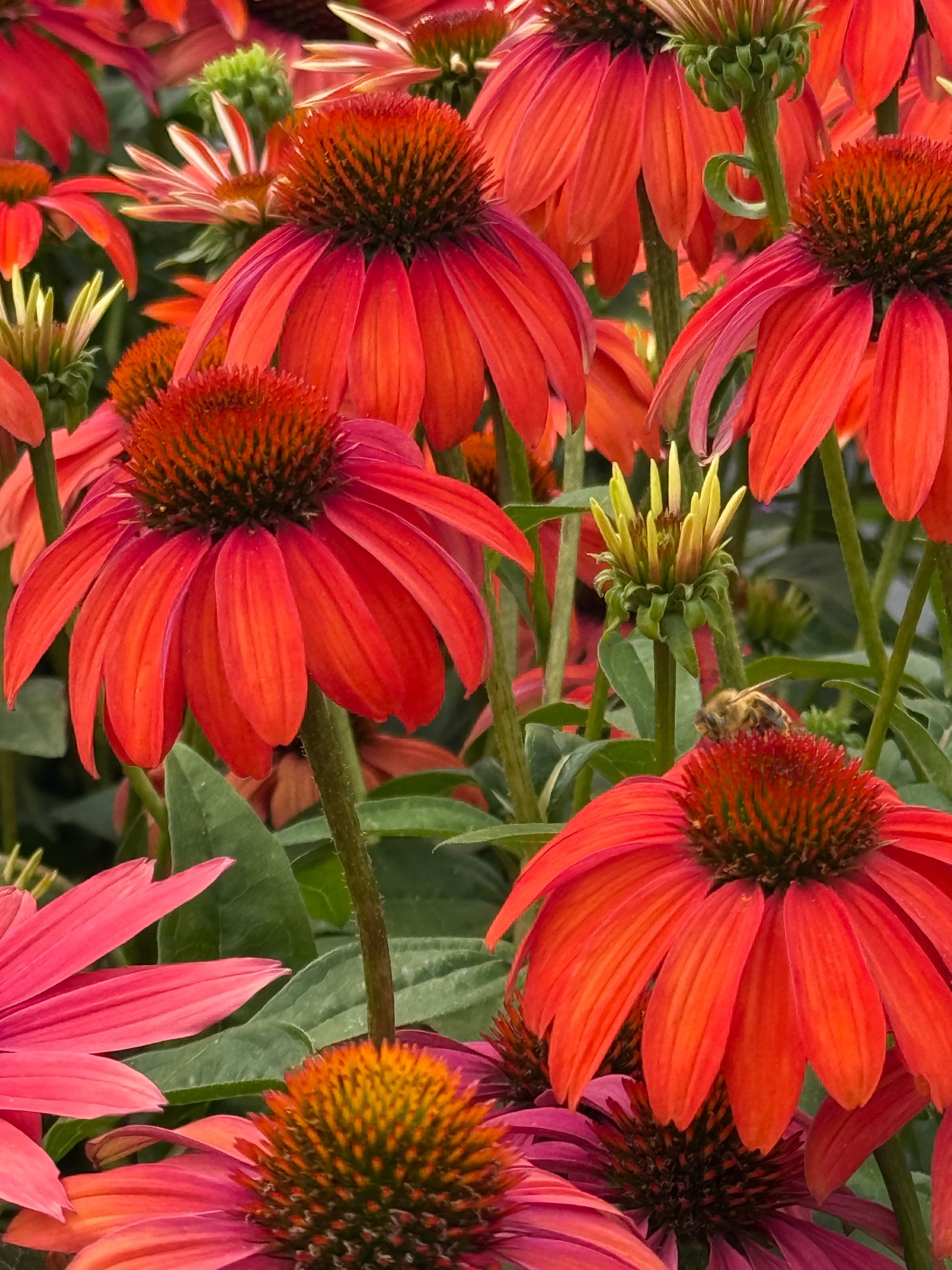 Echinacea purpurea PollyNation™ Orange Red | Coneflower therapyofflowers.com