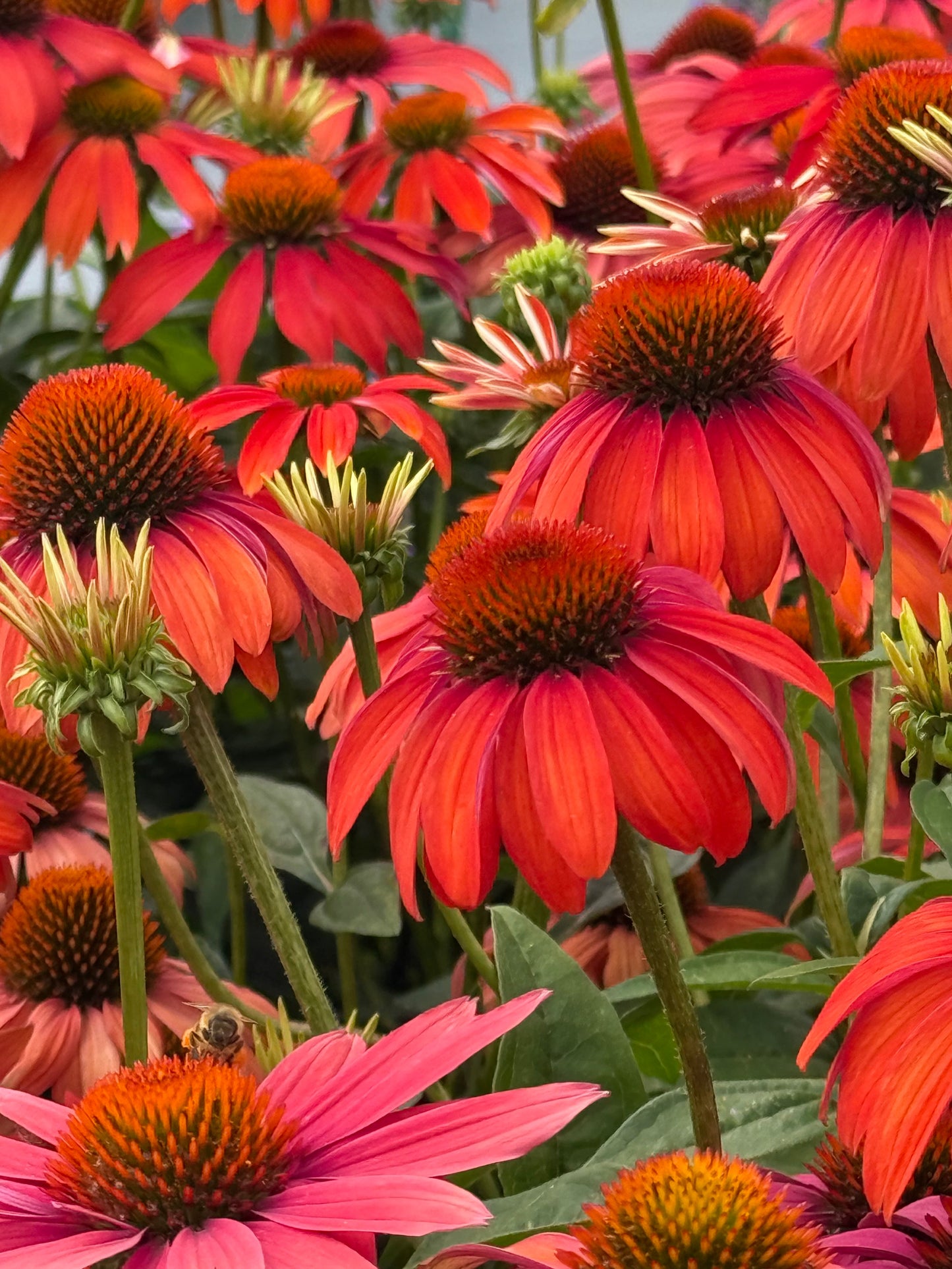 Echinacea purpurea PollyNation™ Orange Red | Coneflower therapyofflowers.com
