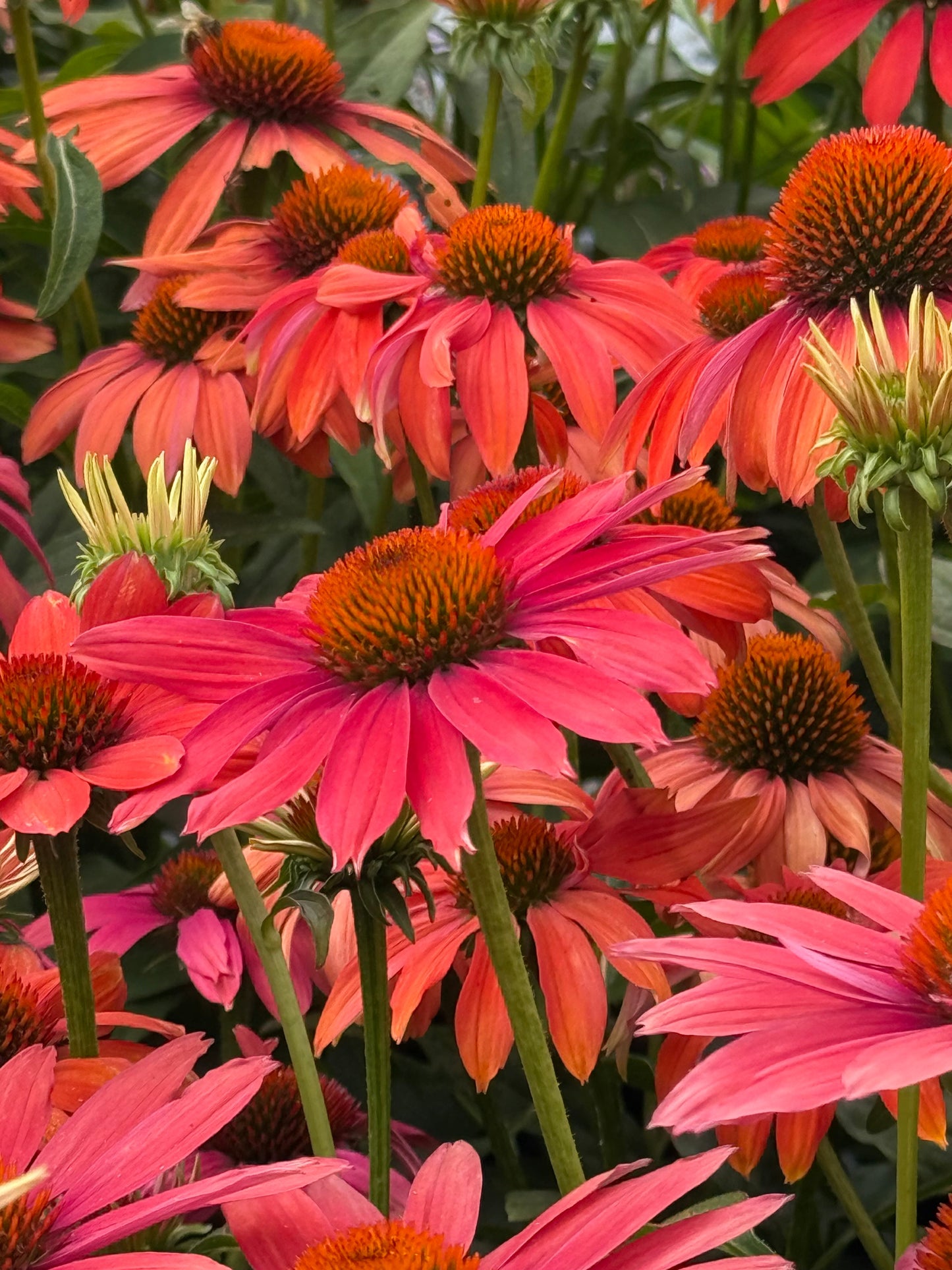 Echinacea purpurea PollyNation™ Orange Red | Coneflower therapyofflowers.com