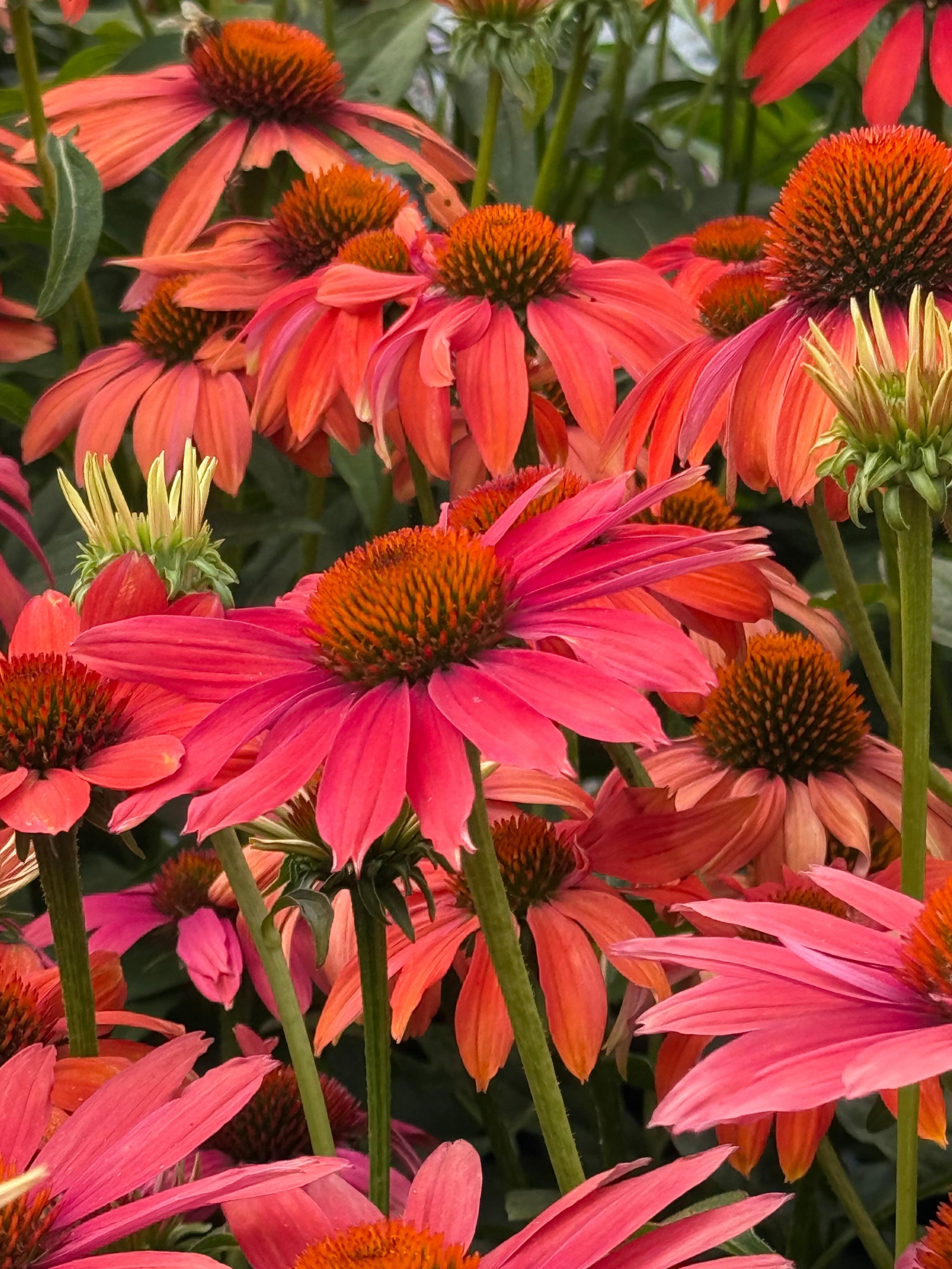 Echinacea purpurea PollyNation™ Orange Red | Coneflower therapyofflowers.com