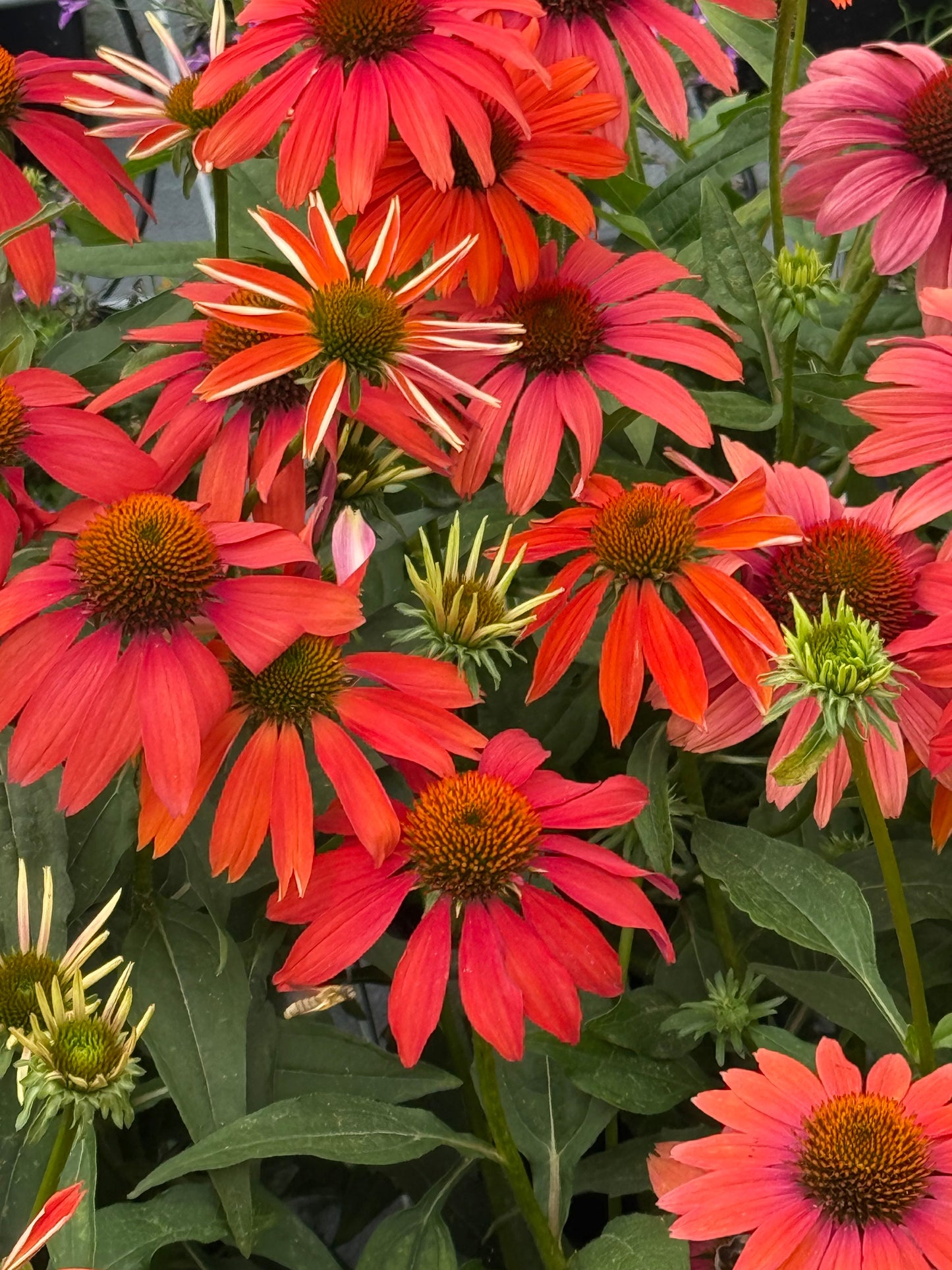 Echinacea purpurea PollyNation™ Orange Red | Coneflower therapyofflowers.com