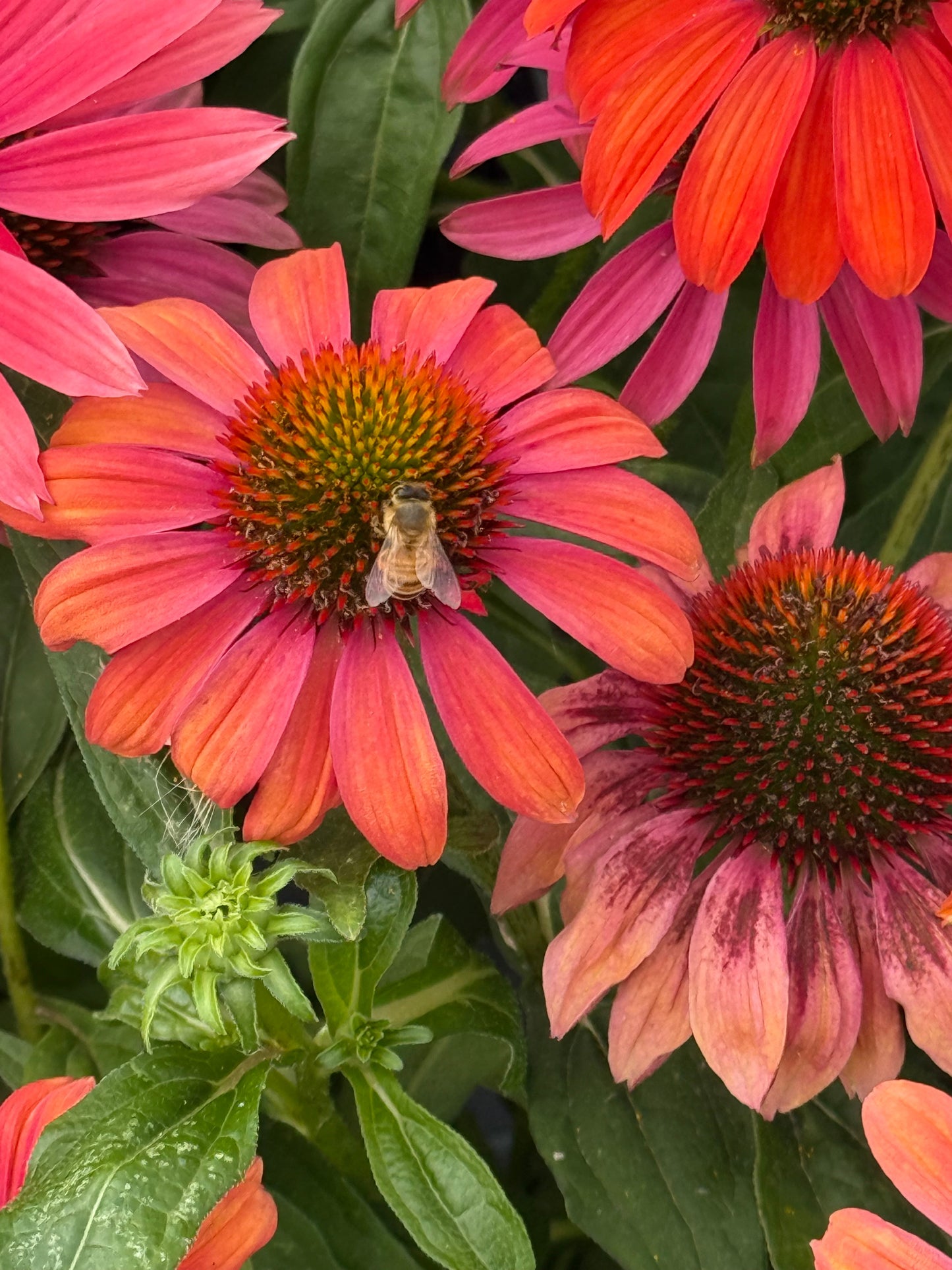 Echinacea purpurea PollyNation™ Orange Red | Coneflower therapyofflowers.com