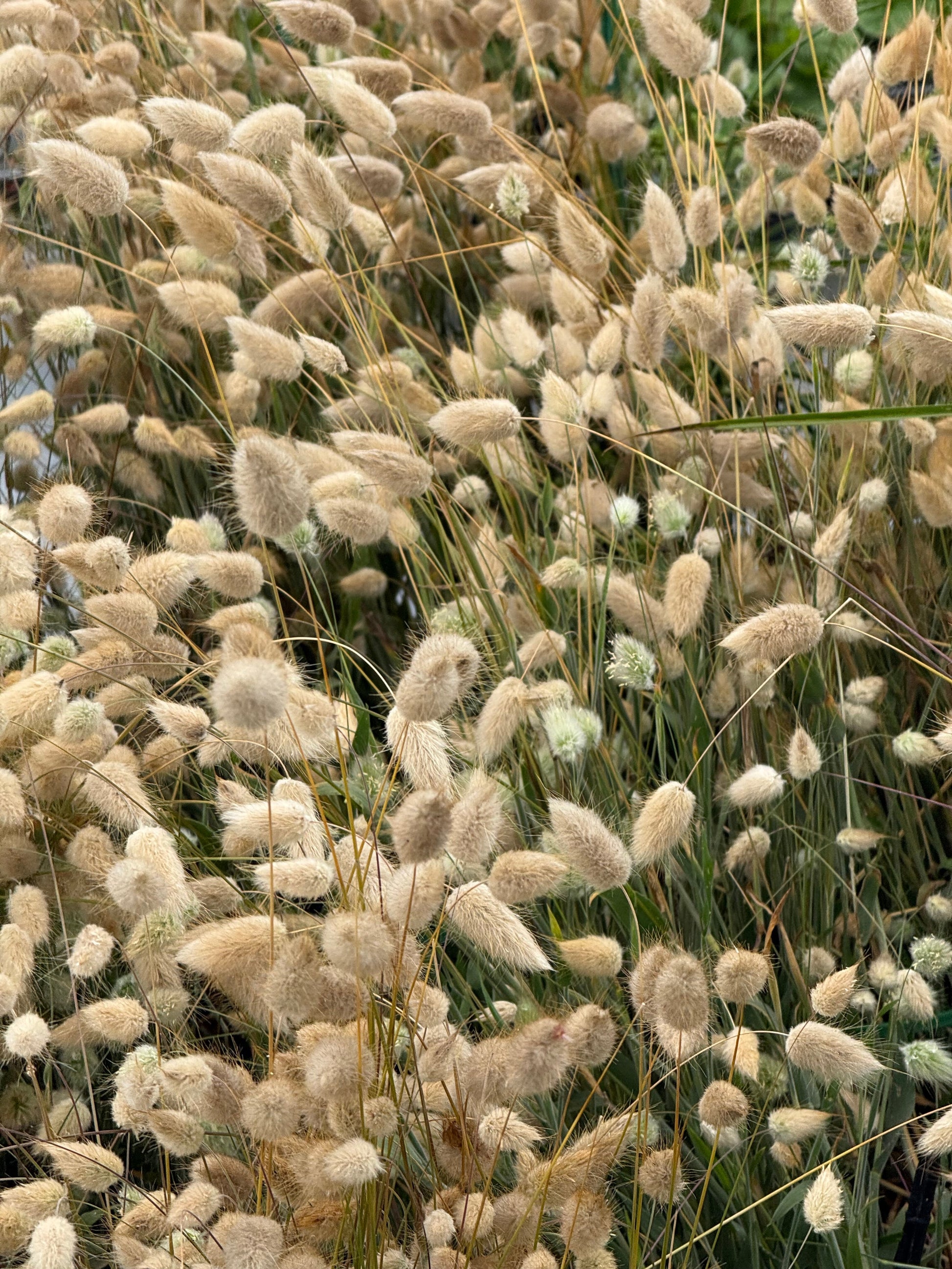 Lagurus ovatus Bunny |  Bunny Tail Grass therapyofflowers.com