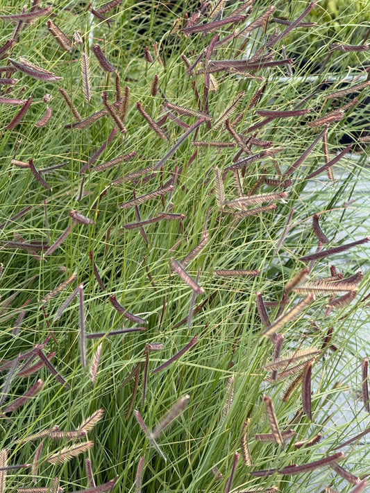 Bouteloua gracilis Mozzie | Mosquito Grass therapyofflowers.com