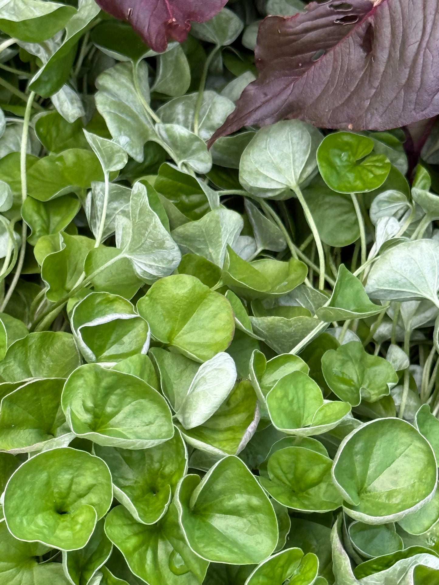 Dichondra repens Green Surfer™ | Kidney Weed therapyofflowers.com