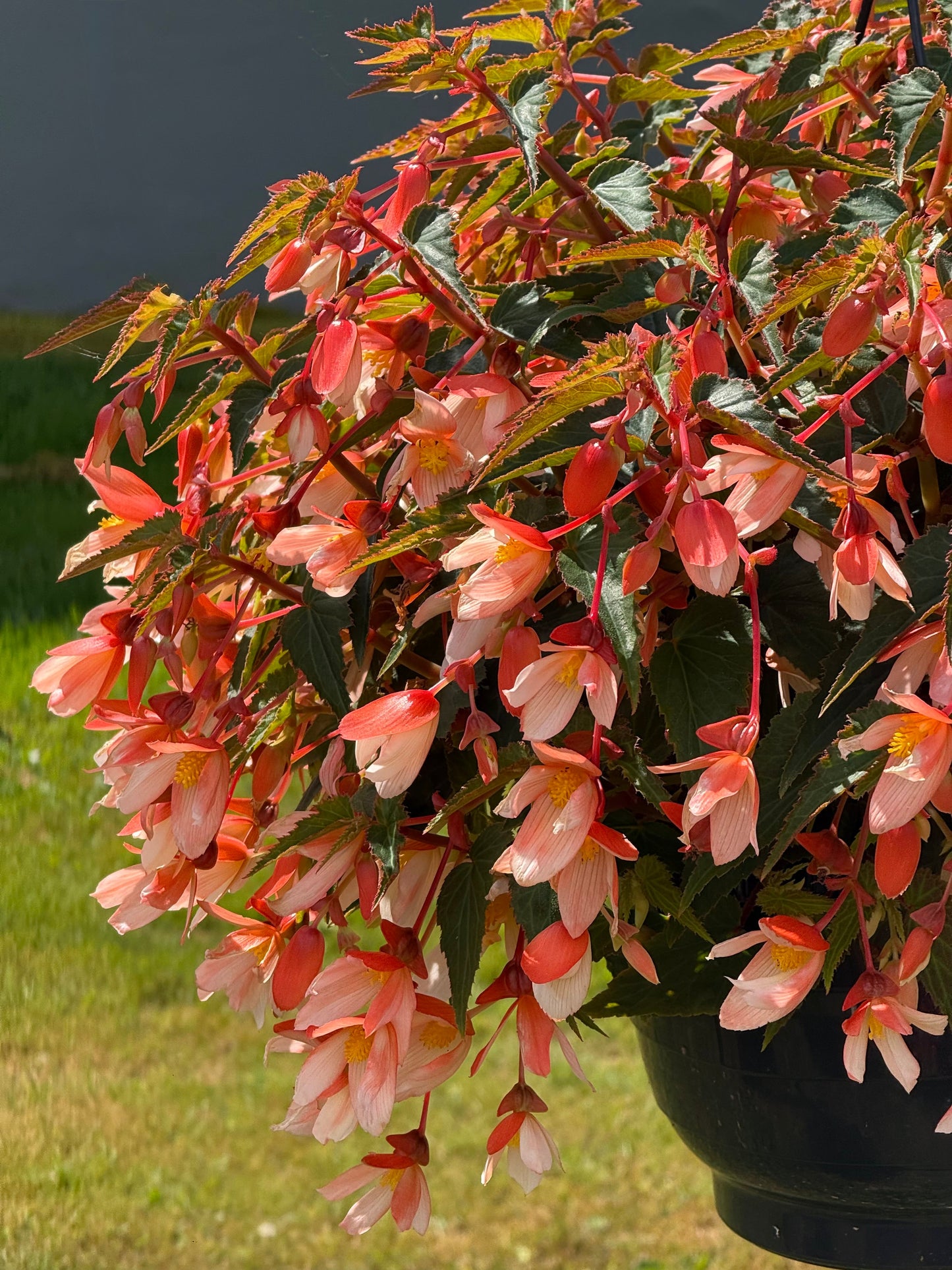 Begonia boliviensis Groovy Salmon Bicolor F1 | Trailing Begonia therapyofflowers.com