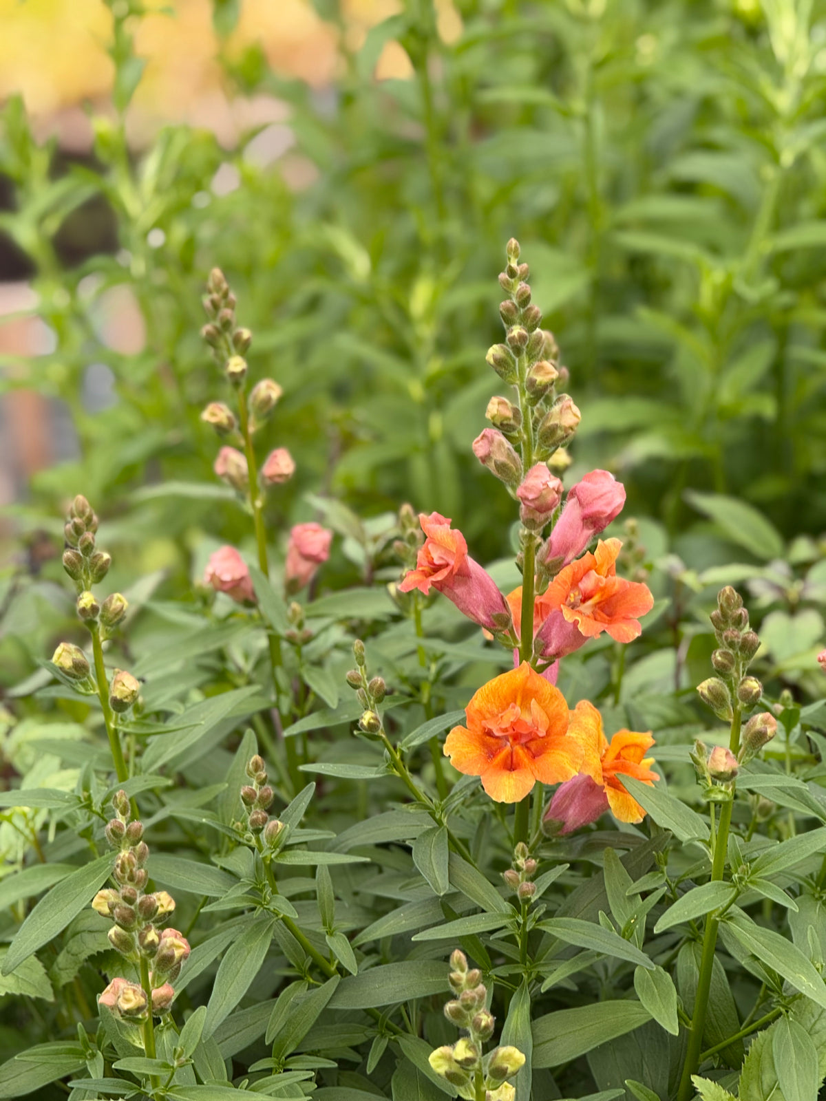 Antirrhinum majus Twinny™ Double Bronze Shades F1 | Short Snapdragon