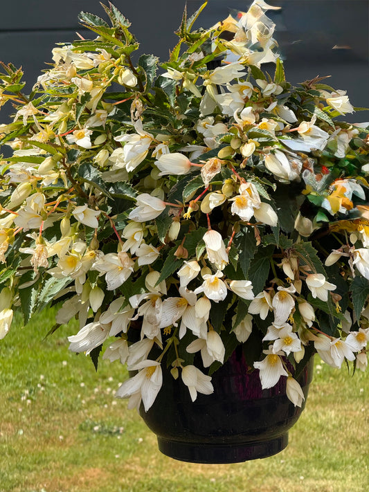 Begonia boliviensis Groovy White F1 | Trailing Begonia therapyofflowers.com