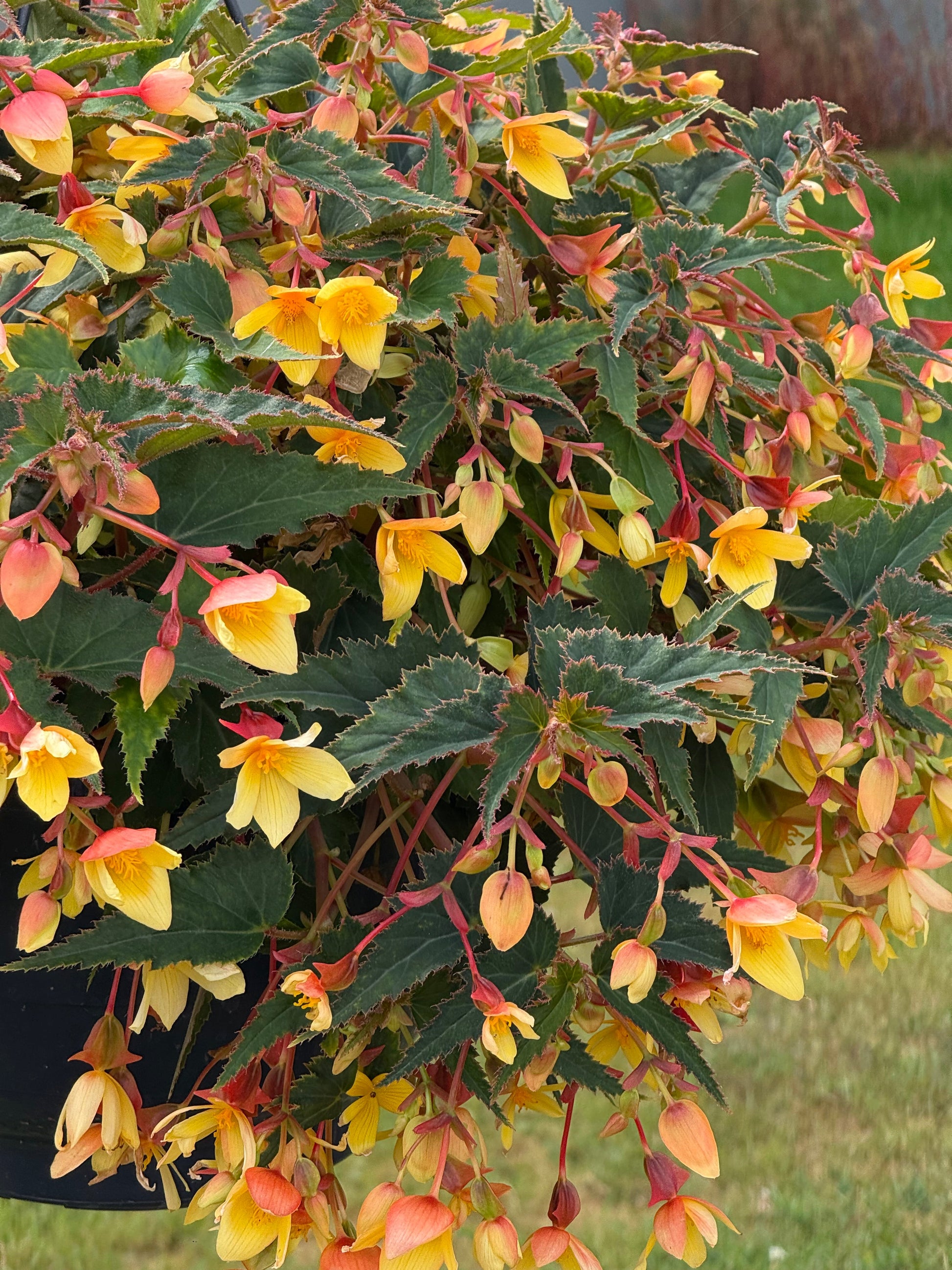 Begonia boliviensis Groovy Mellow Yellow F1 | Trailing Begonia therapyofflowers.com