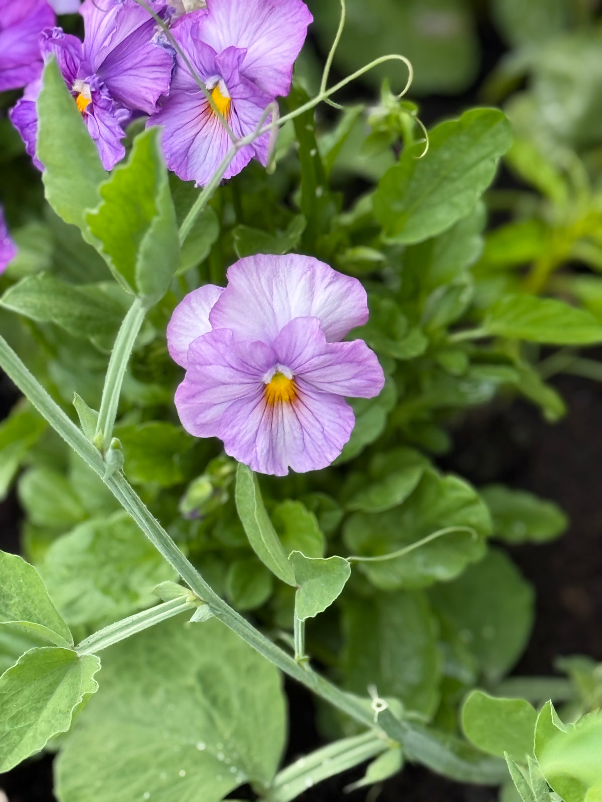 Stiefmütterchen Weltriesen Inspire® Peach Shades F1 | Viola x wittrockiana