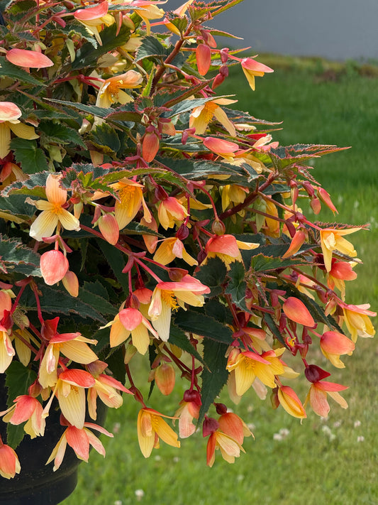 Begonia boliviensis Groovy Mellow Yellow F1 | Trailing Begonia therapyofflowers.com