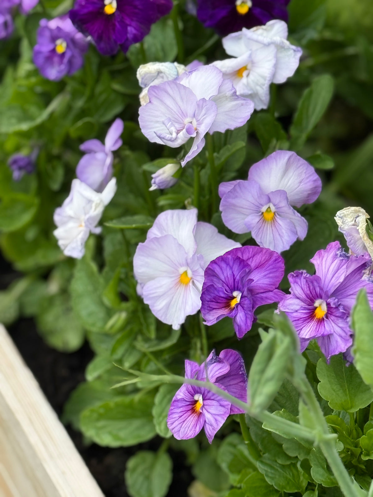 Stiefmütterchen Weltriesen Inspire® Peach Shades F1 | Viola x wittrockiana