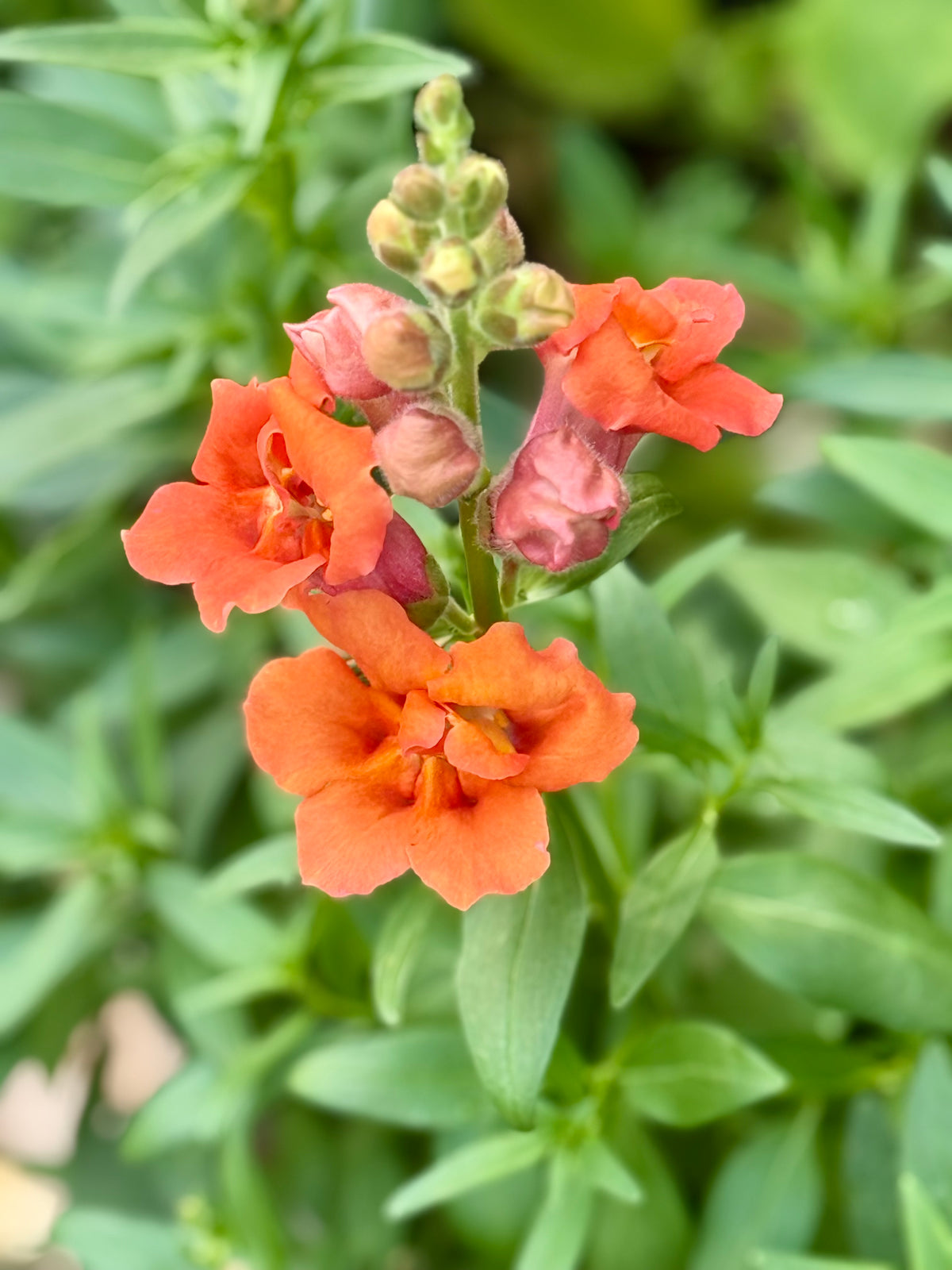 Antirrhinum majus Twinny™ Double Bronze Shades F1 | Short Snapdragon