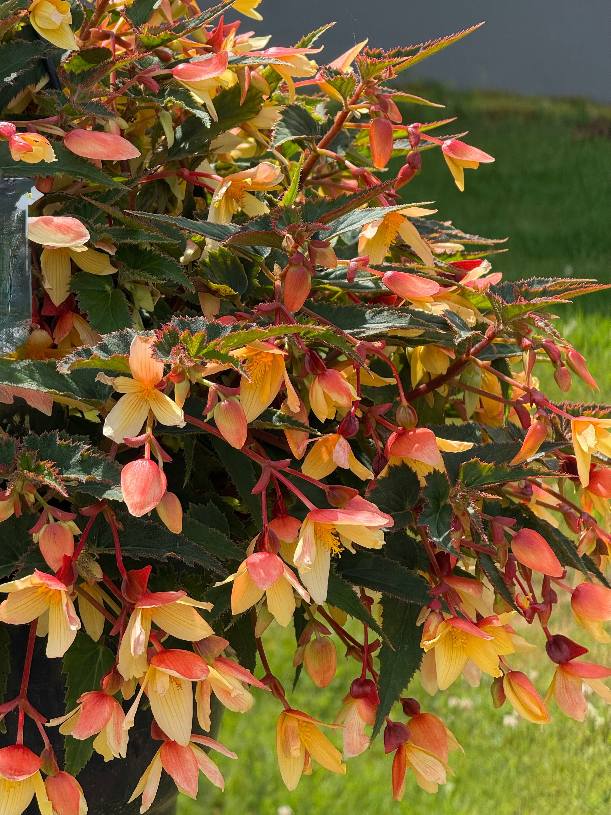 Begonia boliviensis Groovy Mellow Yellow F1 | Trailing Begonia therapyofflowers.com
