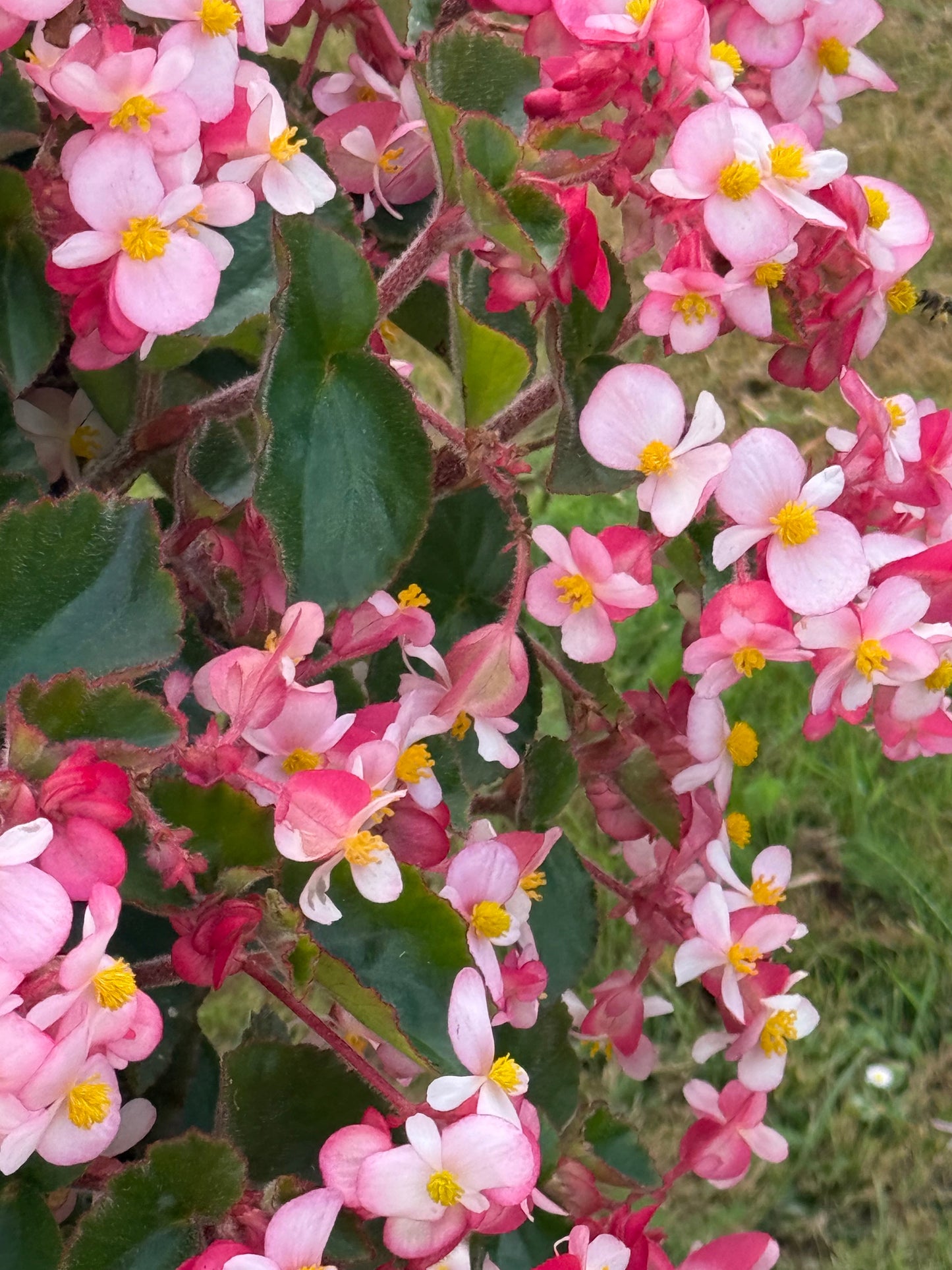 Begonia x hybrida Wookie Pink Splash F1 | Hybrid Begonia | For Premium Baskets therapyofflowers.com