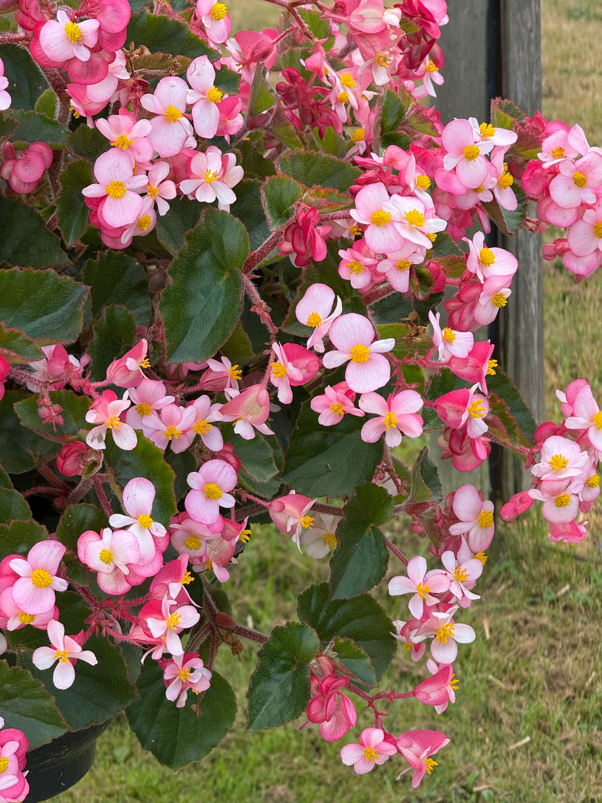 Begonia x hybrida Wookie Pink Splash F1 | Hybrid Begonia | For Premium Baskets therapyofflowers.com