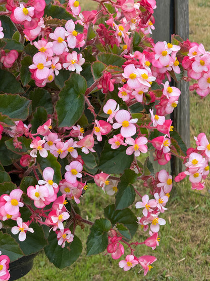 Begonia x hybrida Wookie Pink Splash F1 | Hybrid Begonia | For Premium Baskets therapyofflowers.com