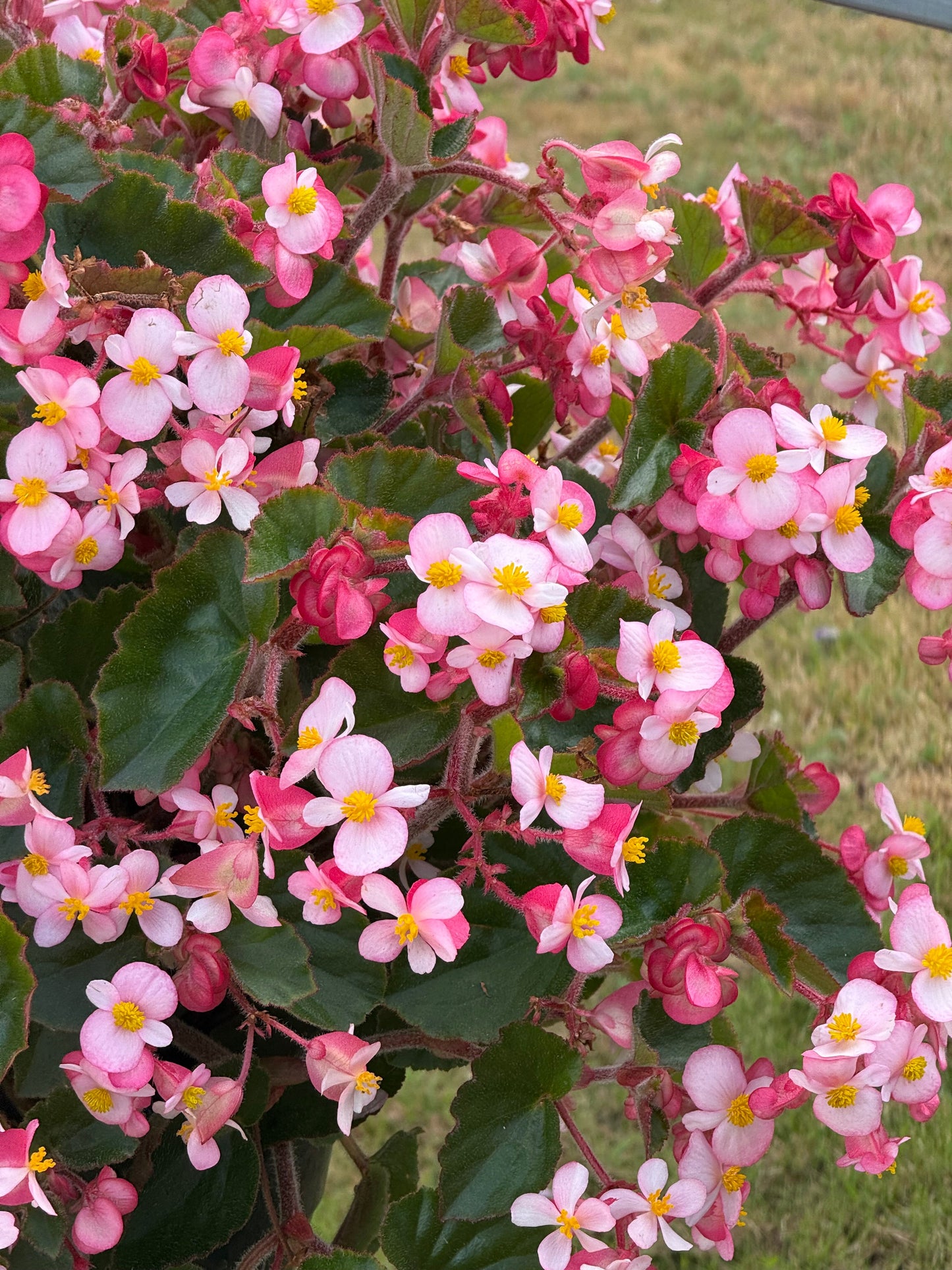 Begonia x hybrida Wookie Pink Splash F1 | Hybrid Begonia | For Premium Baskets therapyofflowers.com