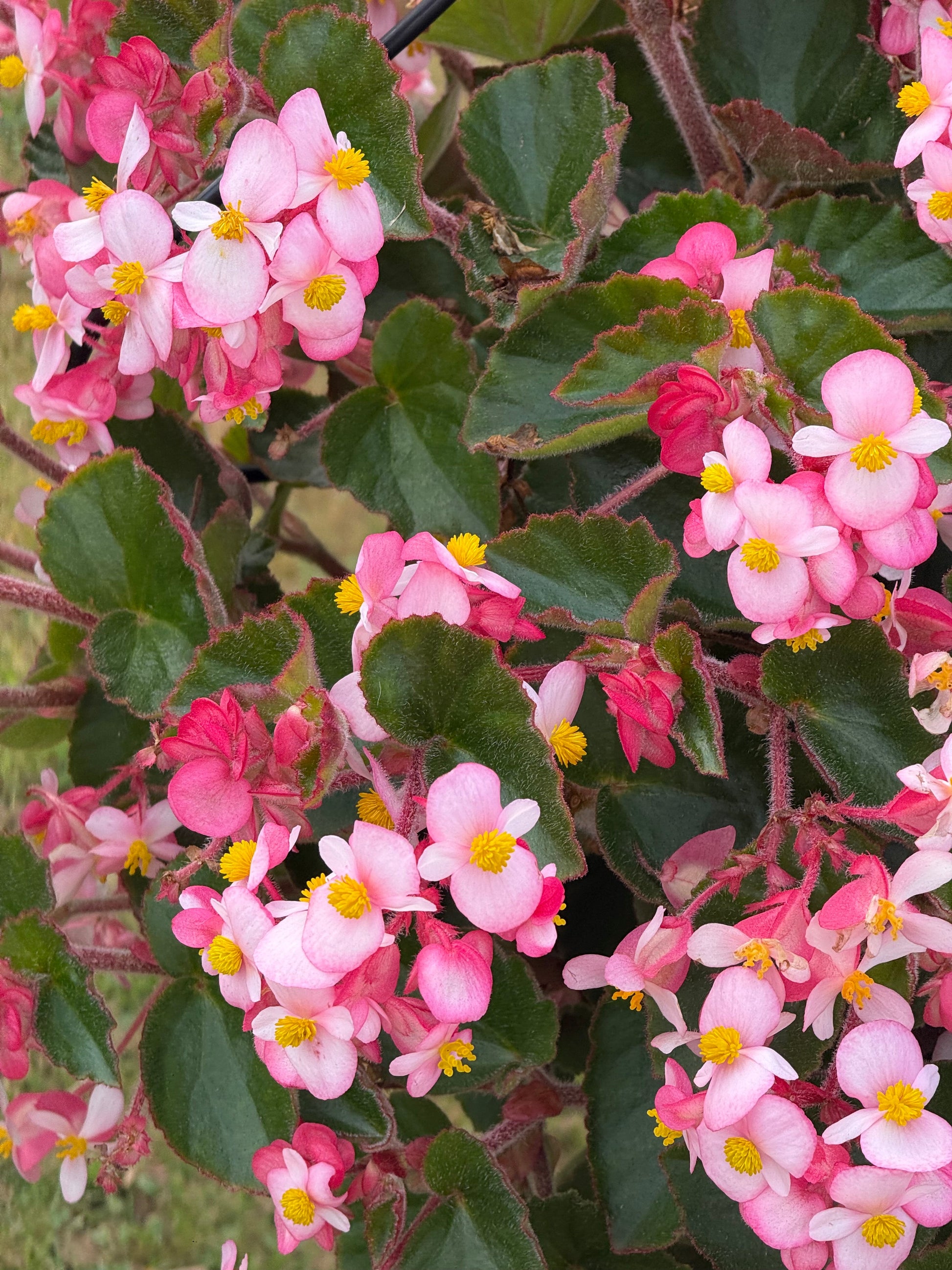 Begonia x hybrida Wookie Pink Splash F1 | Hybrid Begonia | For Premium Baskets therapyofflowers.com