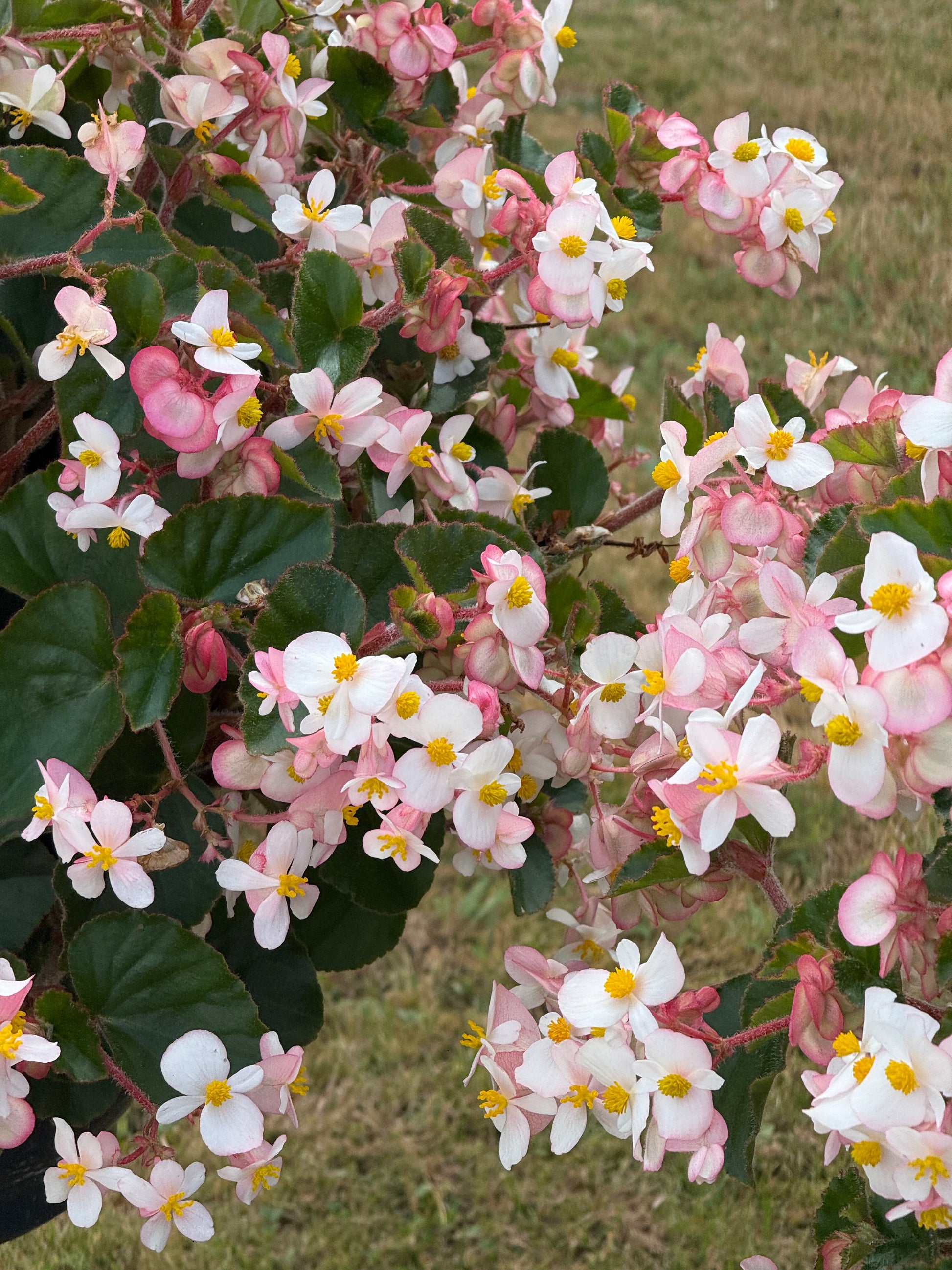 Begonia x hybrida Wookie White F1 | Hybrid Begonia | For Premium Baskets therapyofflowers.com