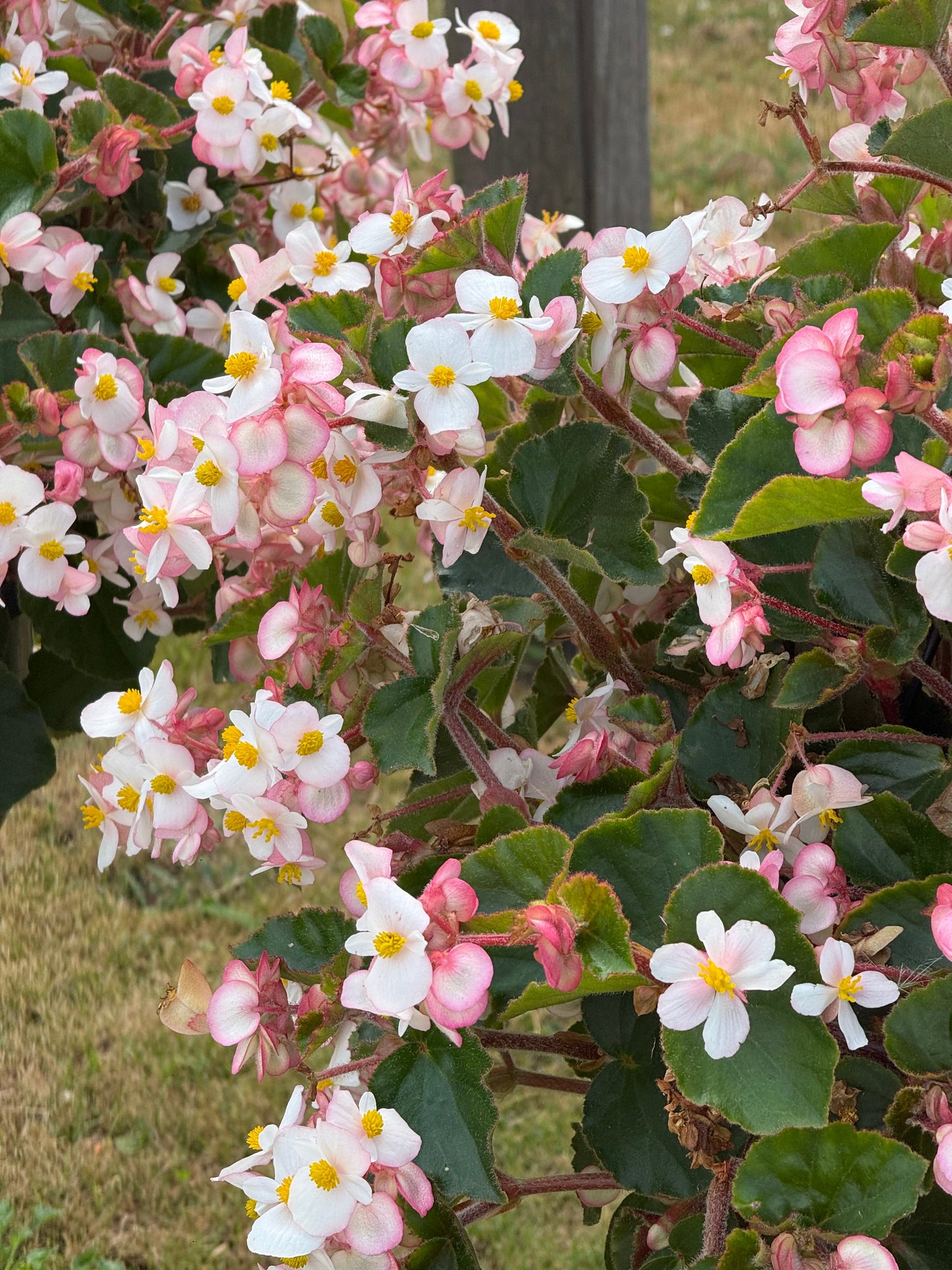 Begonia x hybrida Wookie White F1 | Hybrid Begonia | For Premium Baskets therapyofflowers.com