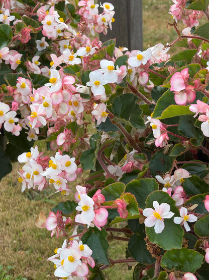 Begonia x hybrida Wookie White F1 | Hybrid Begonia | For Premium Baskets therapyofflowers.com
