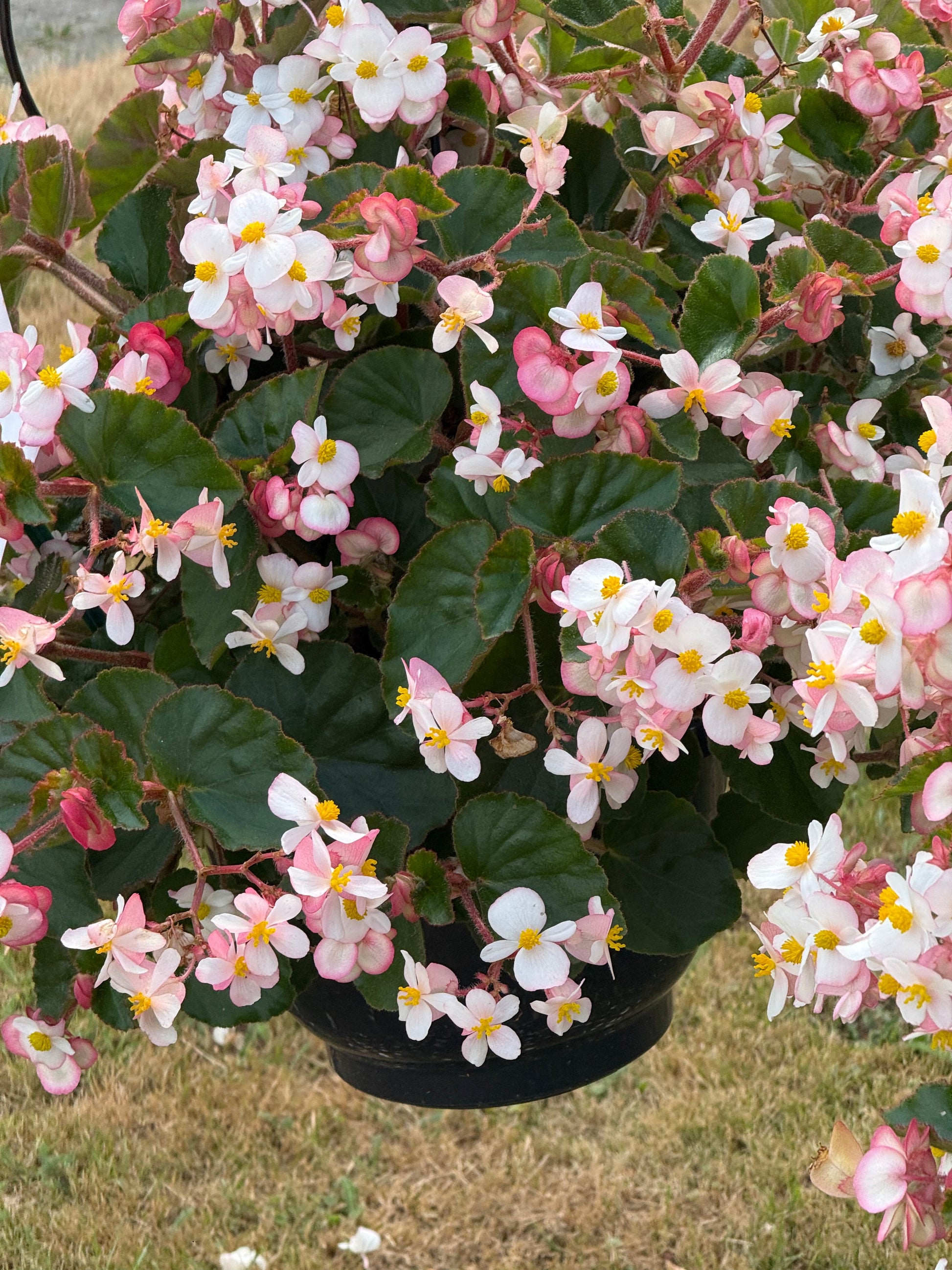 Begonia x hybrida Wookie White F1 | Hybrid Begonia | For Premium Baskets therapyofflowers.com