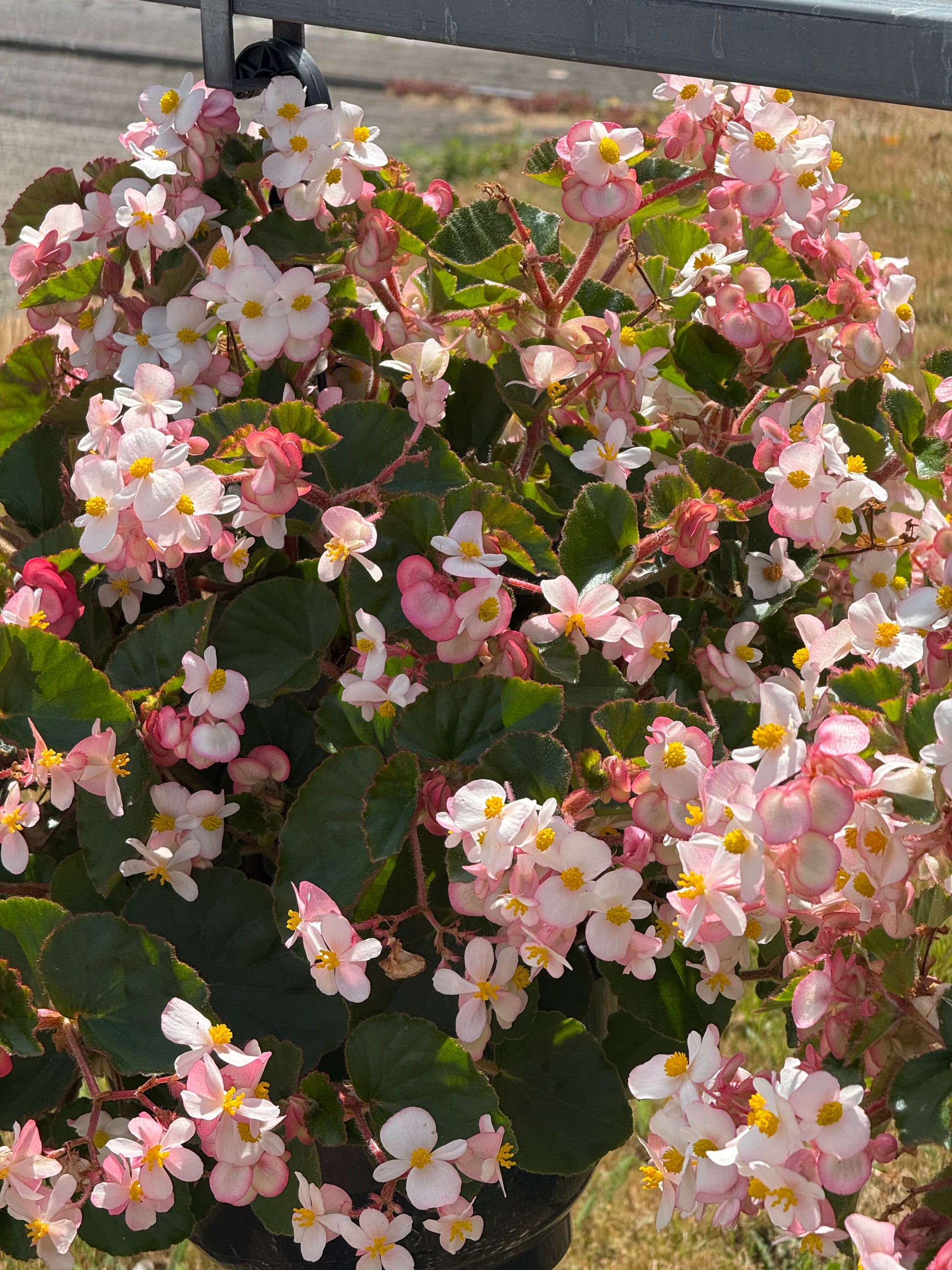 Begonia x hybrida Wookie White F1 | Hybrid Begonia | For Premium Baskets therapyofflowers.com