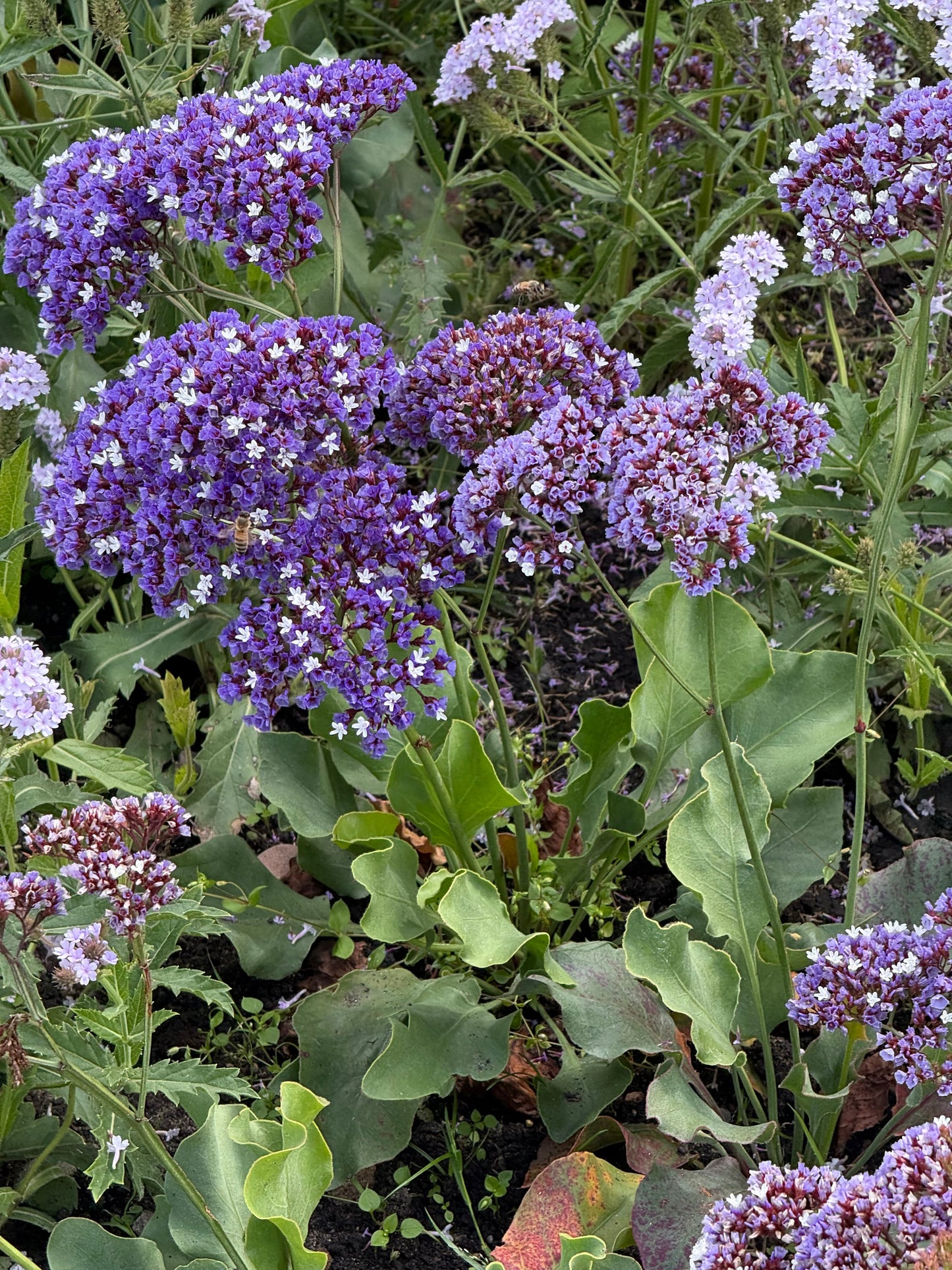 Limonium perezii Indie | Sea Lavender therapyofflowers.com