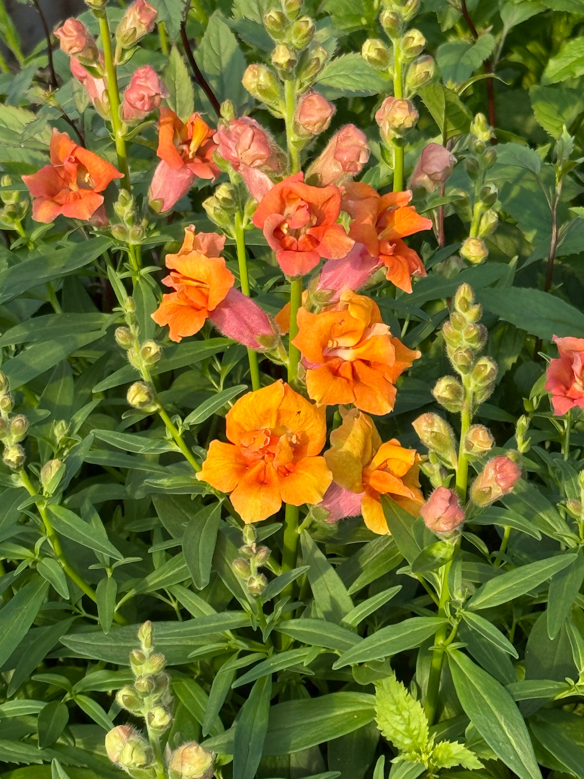 Antirrhinum majus Twinny™ Double Bronze Shades F1 | Short Snapdragon