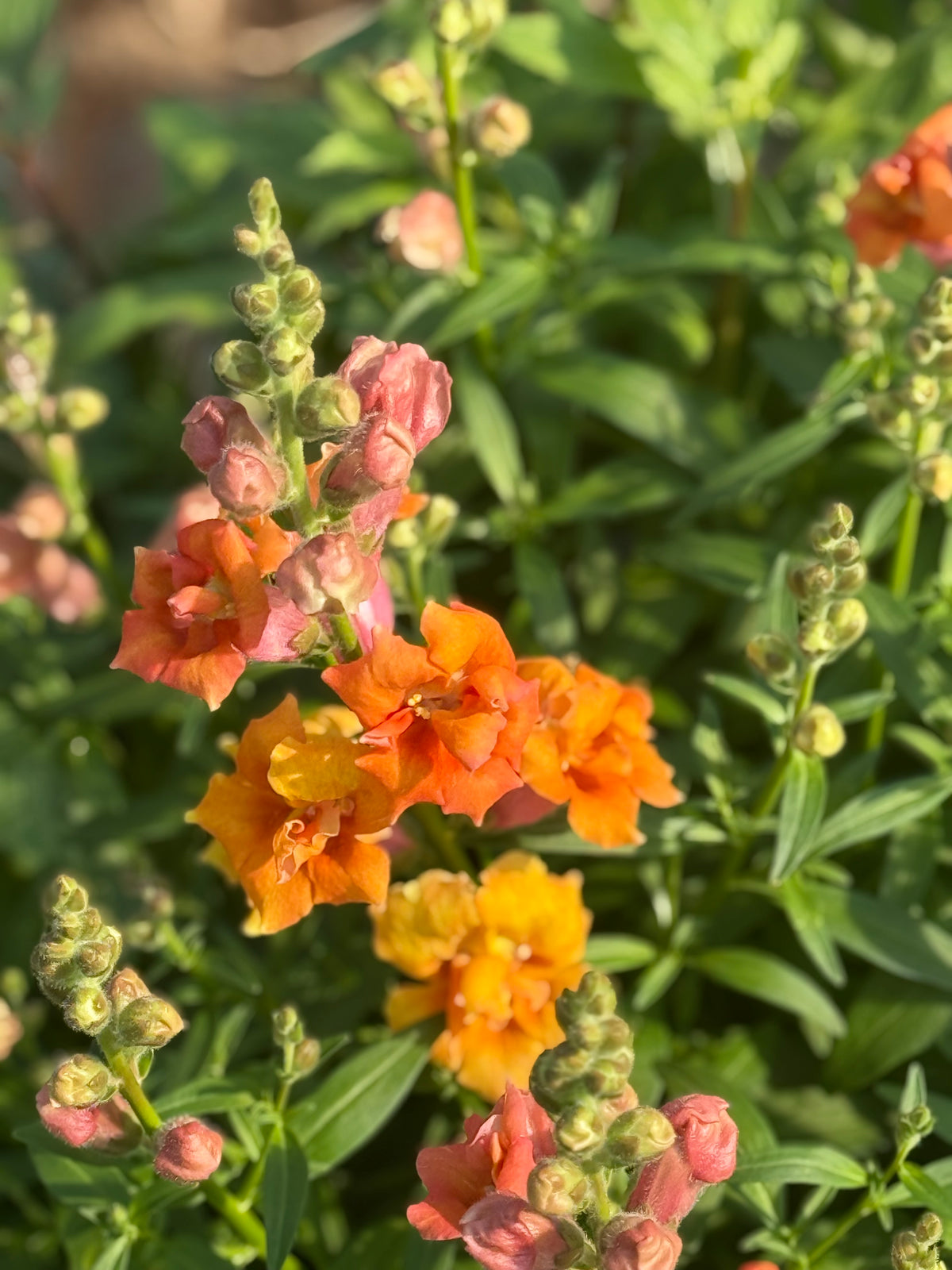 Antirrhinum majus Twinny™ Double Bronze Shades F1 | Short Snapdragon