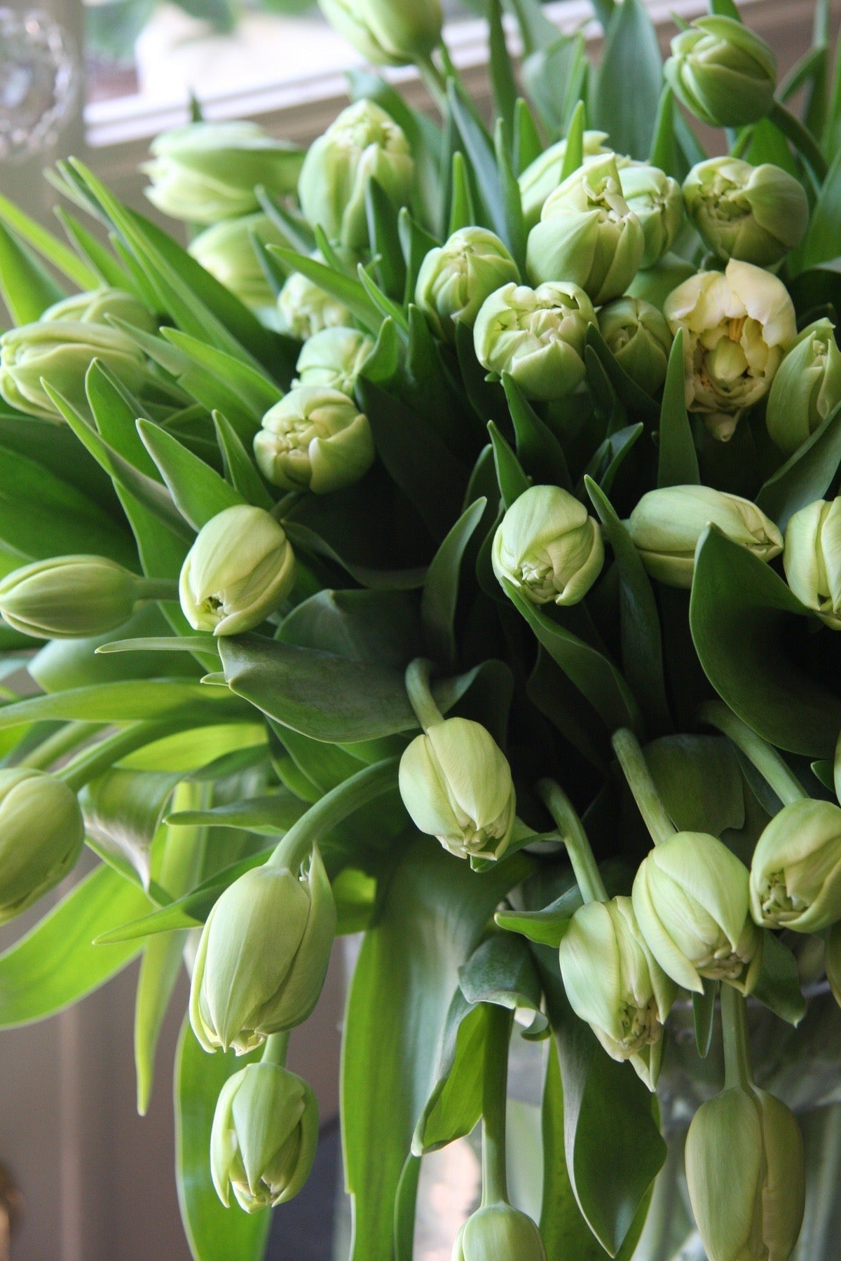 Tulip Casablanca | Fragrant Double Late Tulip therapyofflowers.com