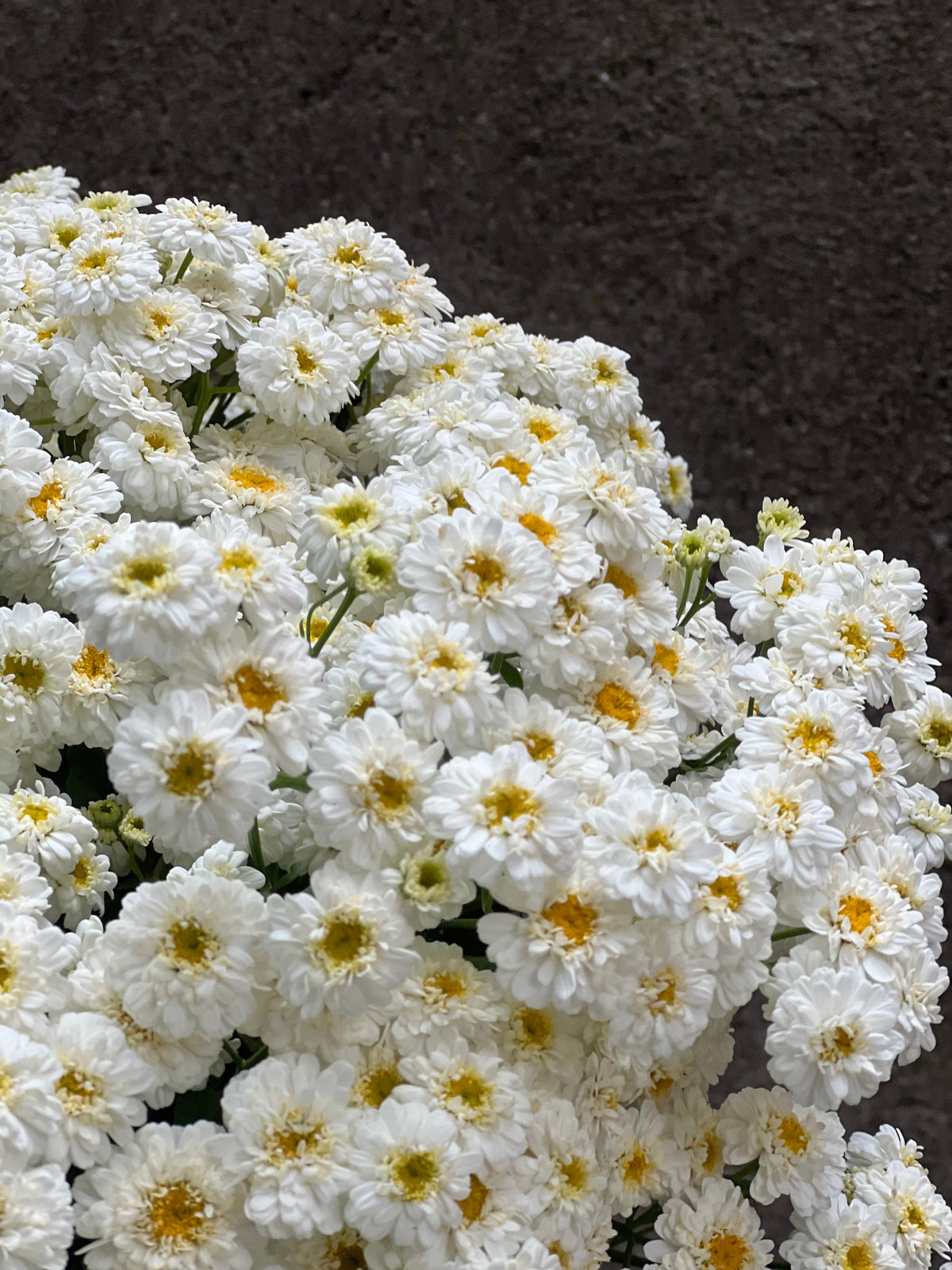Tanacetum parthenium Tetra Eva White | Feverfew | Pelleted therapyofflowers.com