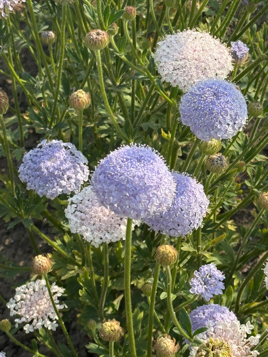 Trachymene coerulea Lace Mixed | Lace Flower | Didiscus