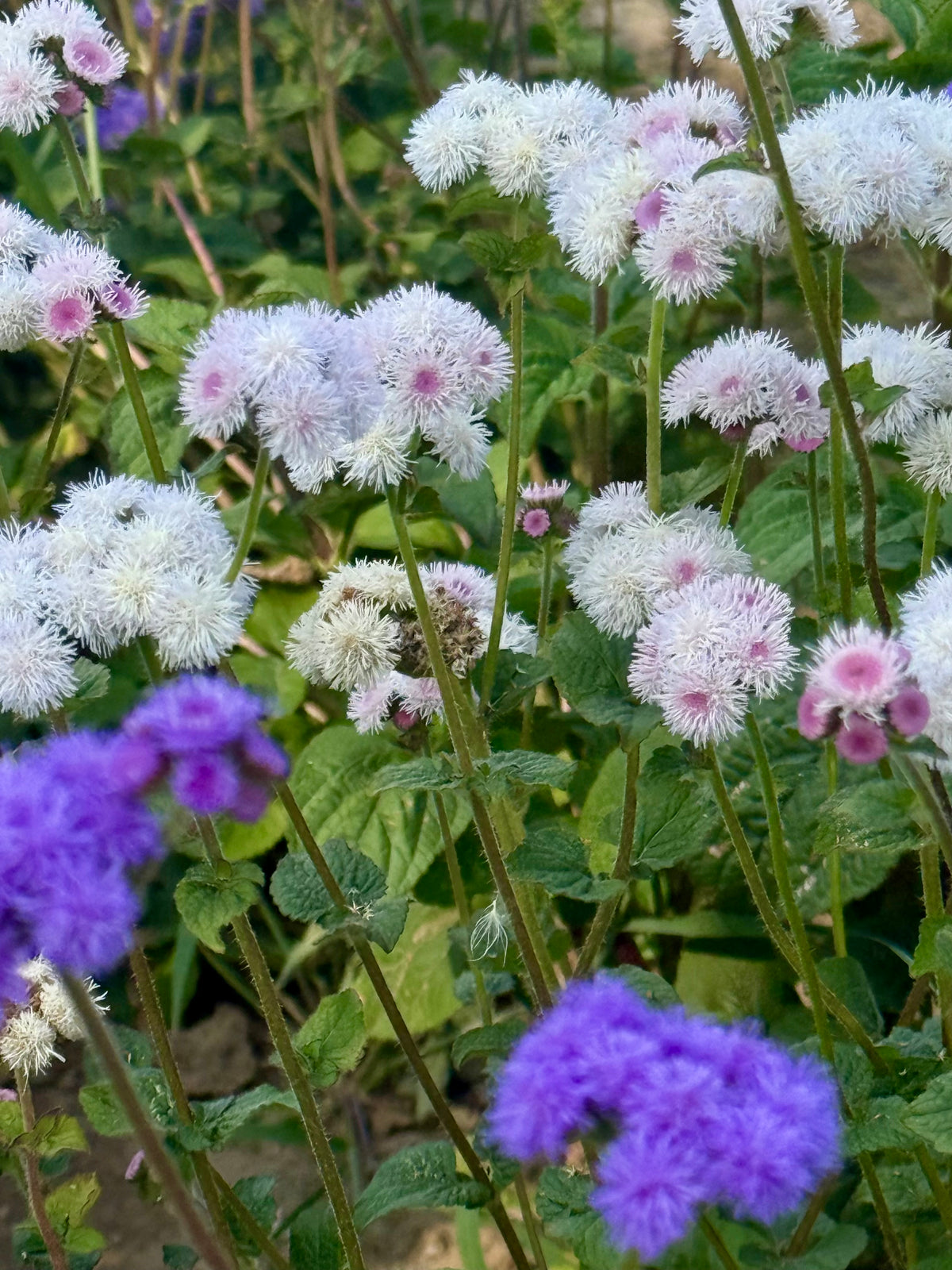 Agerāts Timeless Mix | Ageratum houstonianum
