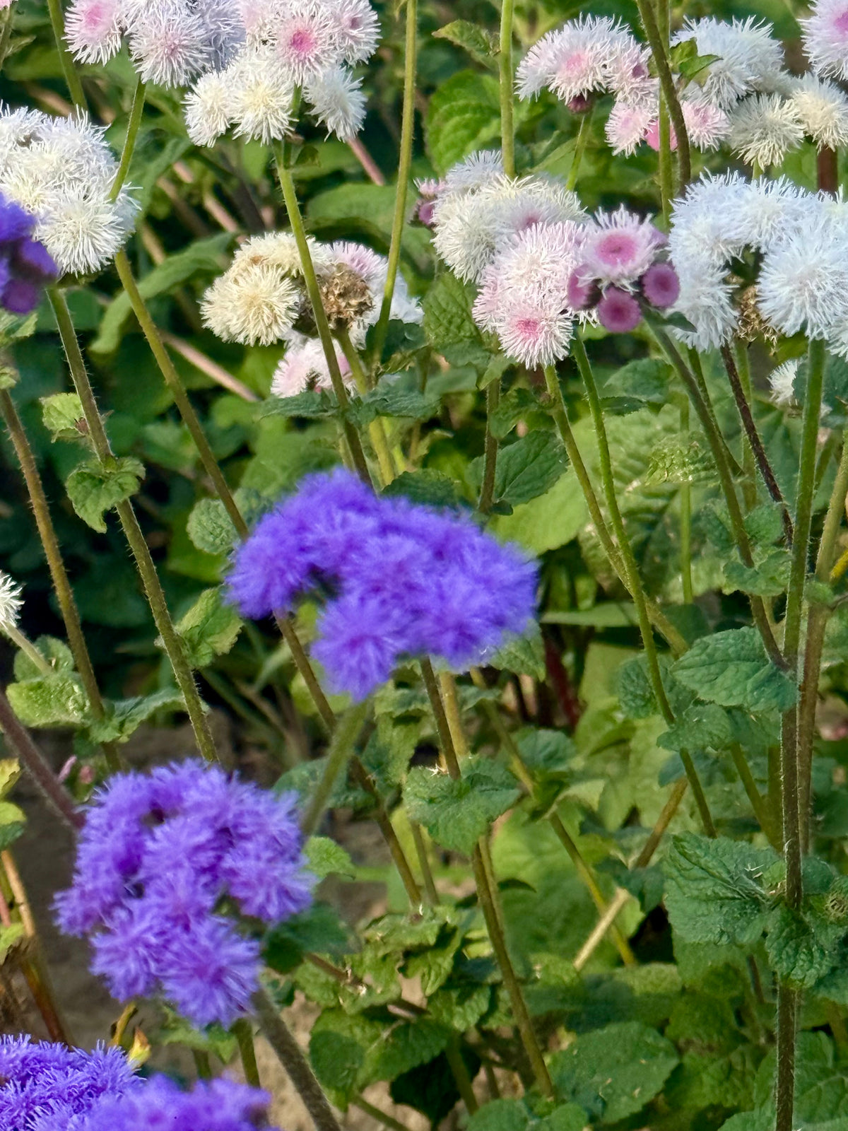 Agerāts Timeless Mix | Ageratum houstonianum