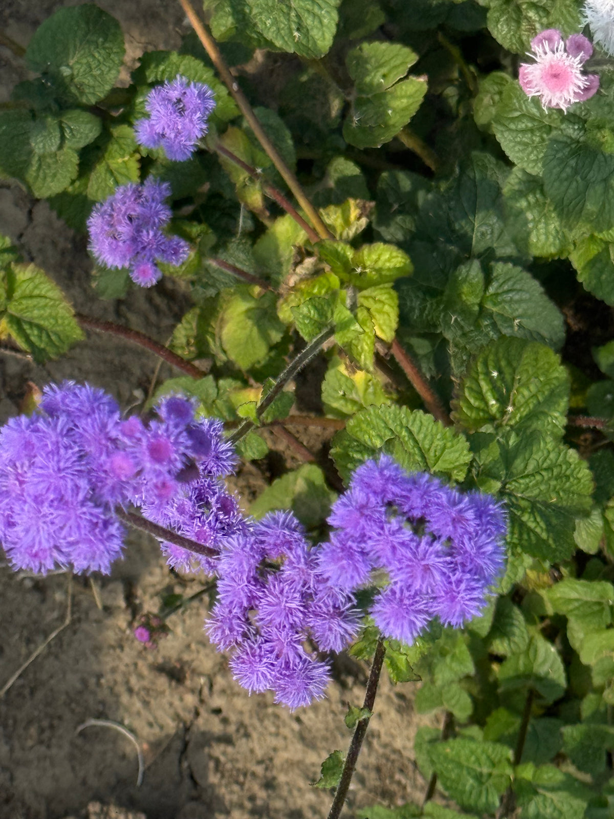 Agerāts Timeless Mix | Ageratum houstonianum