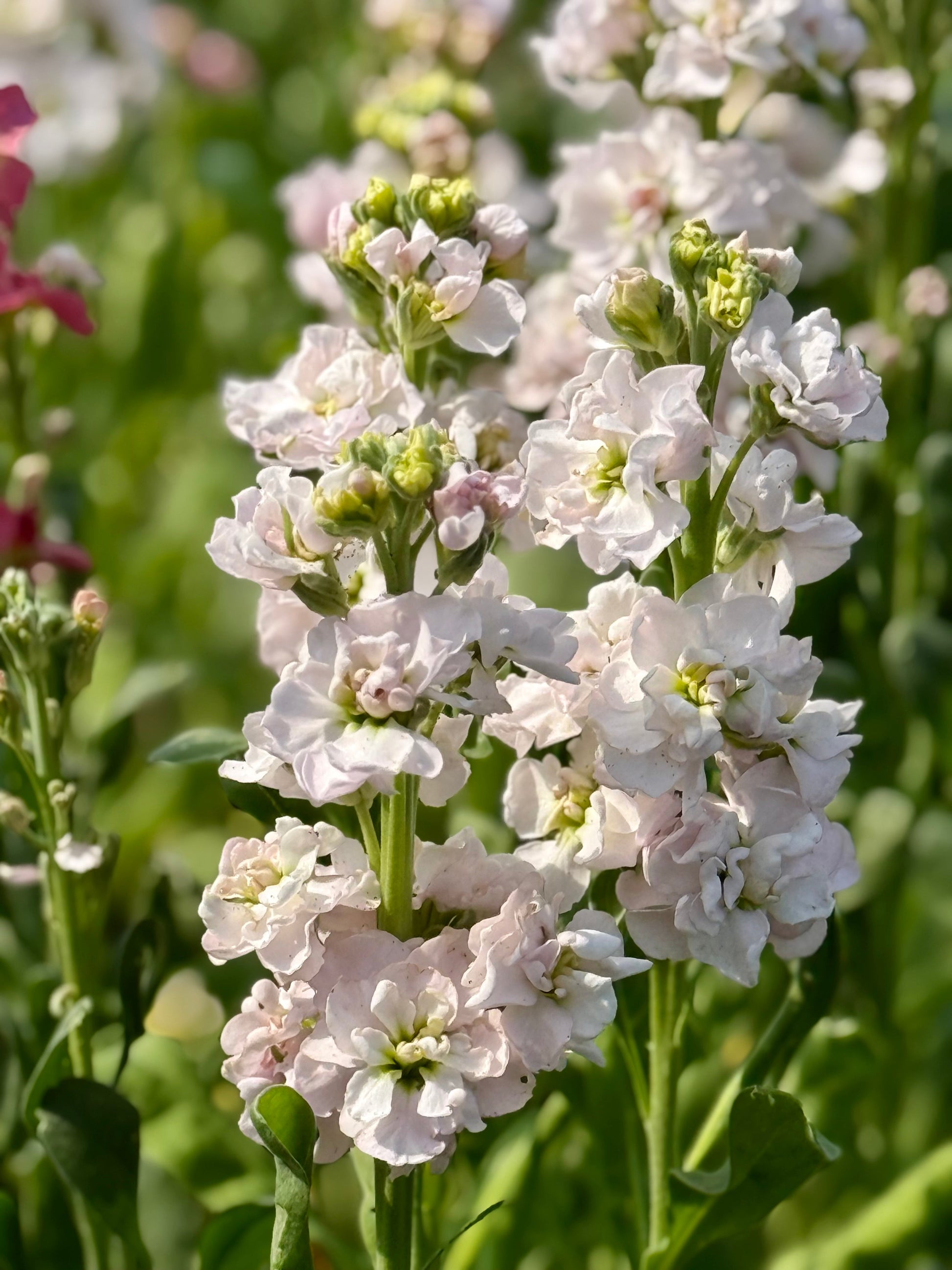 Matthiola incana StoX® Silver | Stock therapyofflowers.com