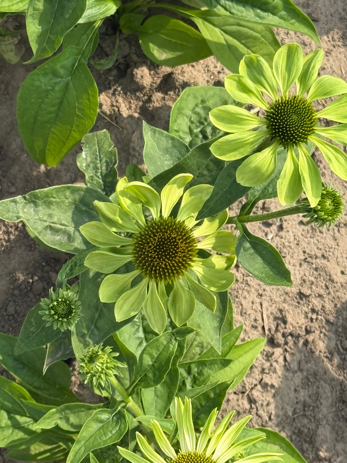 Эхинацея пурпурная Alan's Pride | Echinacea purpurea