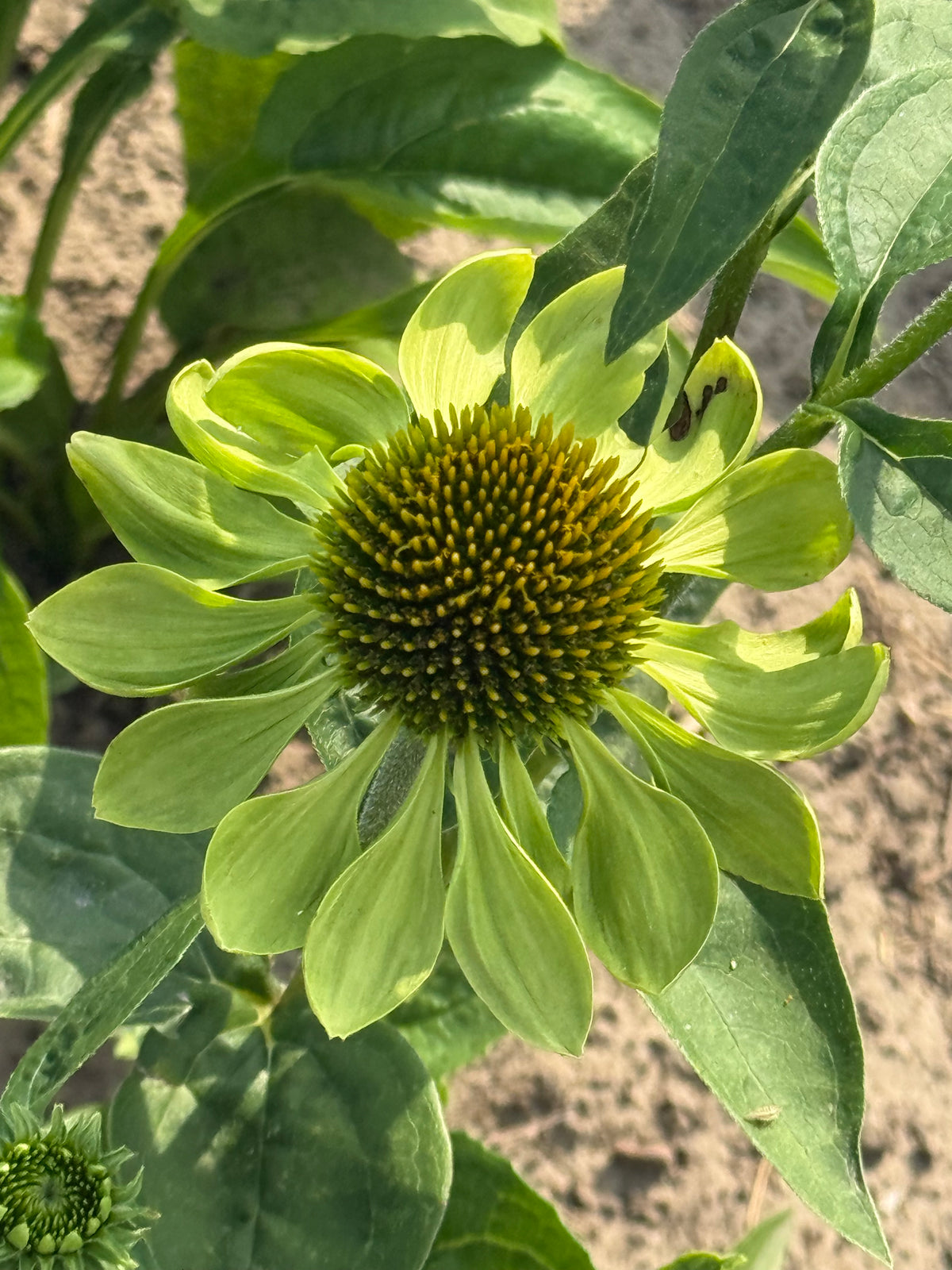 Эхинацея пурпурная Alan's Pride | Echinacea purpurea
