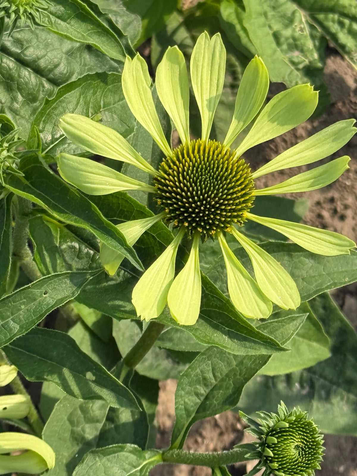 Эхинацея пурпурная Alan's Pride | Echinacea purpurea