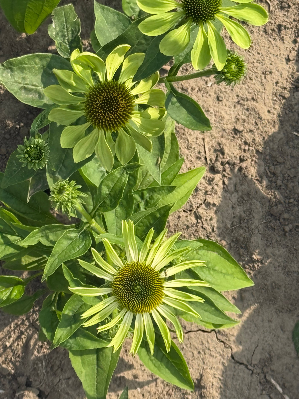 Эхинацея пурпурная Alan's Pride | Echinacea purpurea