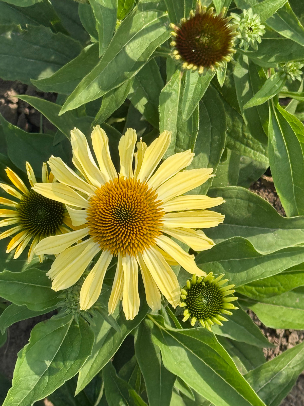 Echinacea purpurea Paradiso Yellow | Coneflower