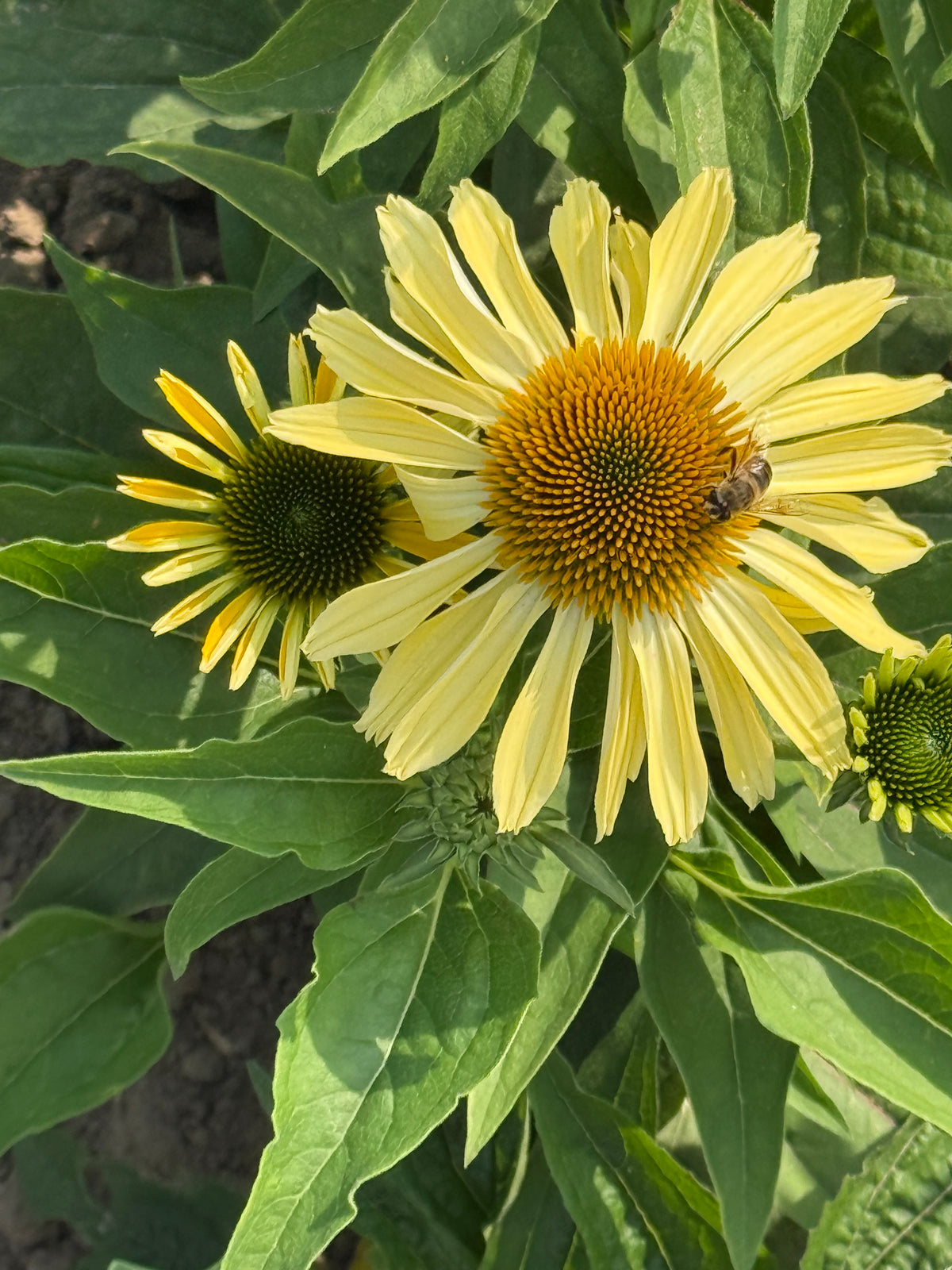 Echinacea purpurea Paradiso Yellow | Coneflower