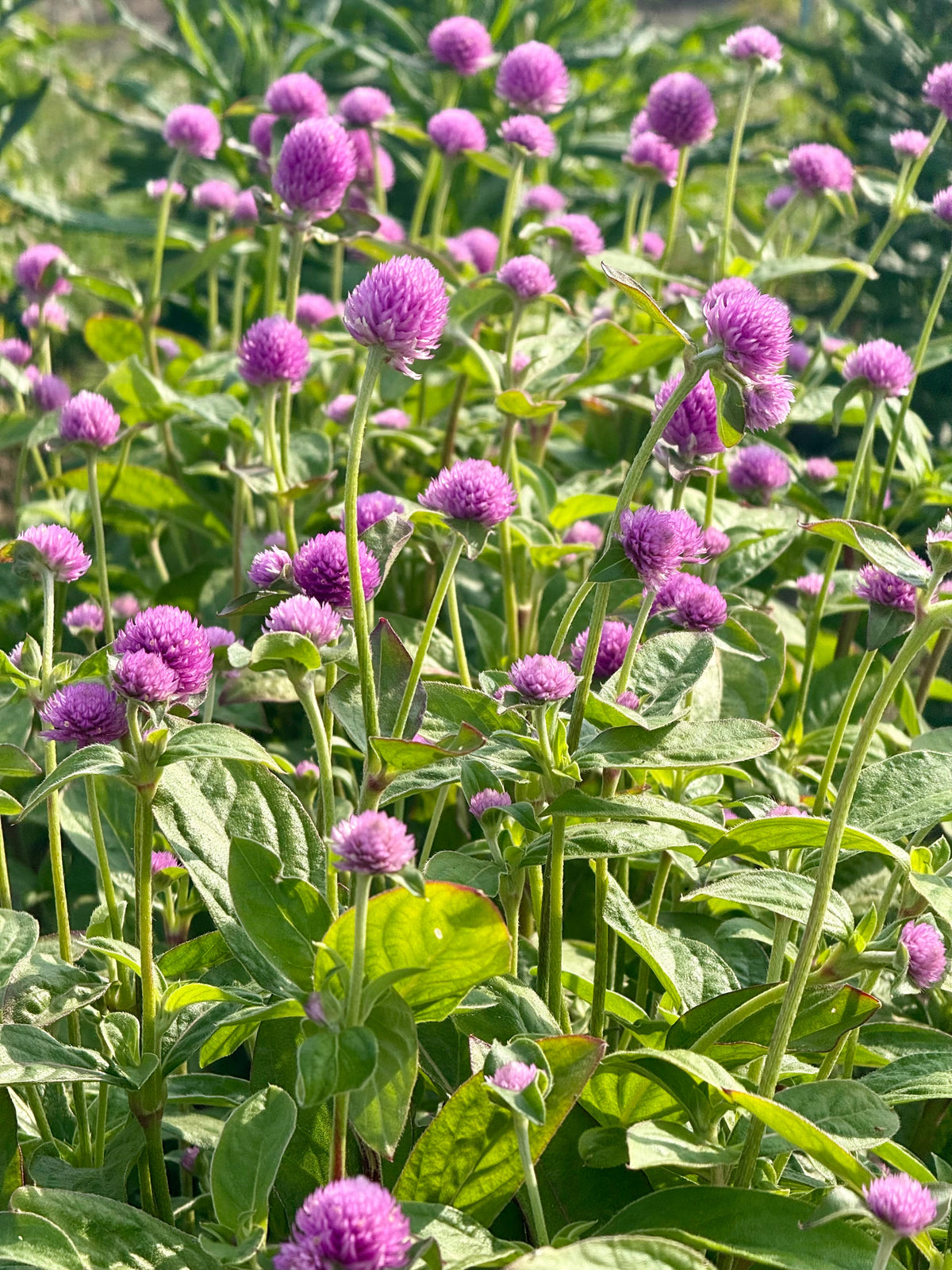Gomphrena globosa Lavender Lady | Globe Amaranth therapyofflowers.com
