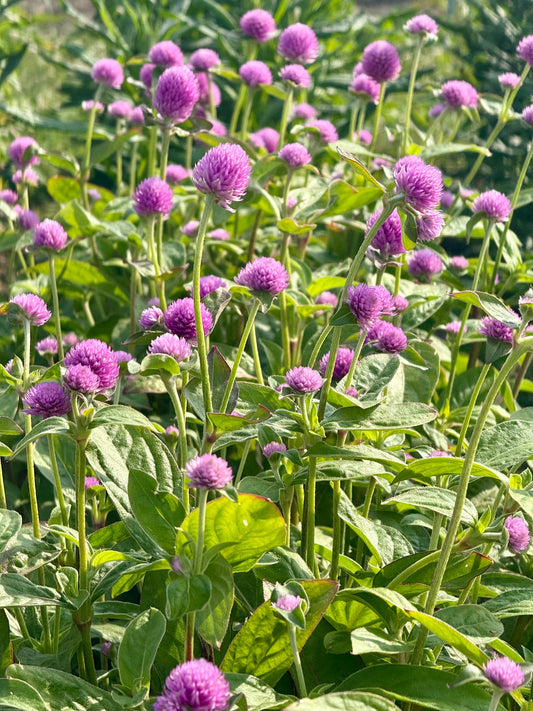 Gomphrena globosa Lavender Lady | Globe Amaranth therapyofflowers.com