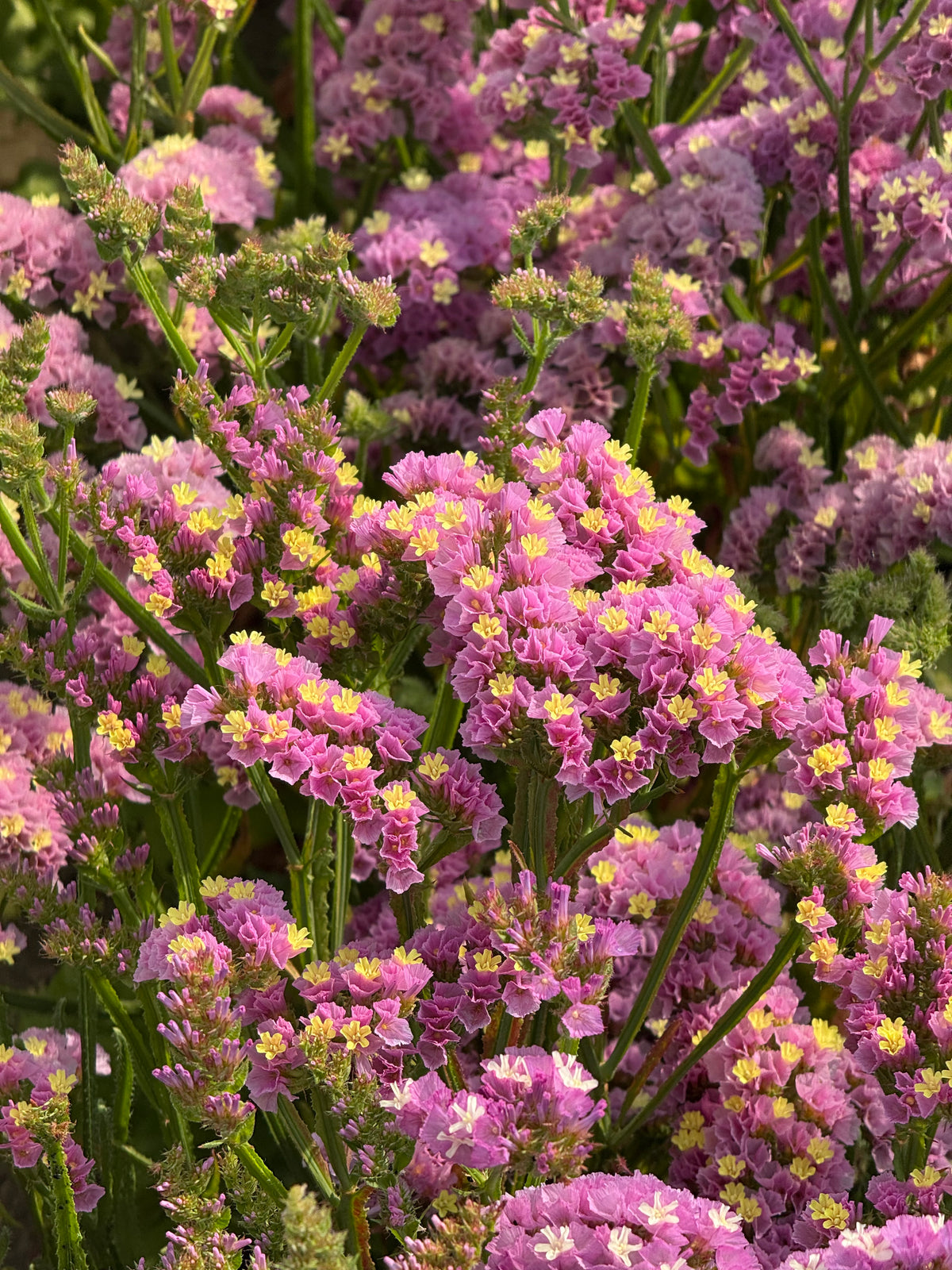 Statice Forever Happy | Limonium sinuatum