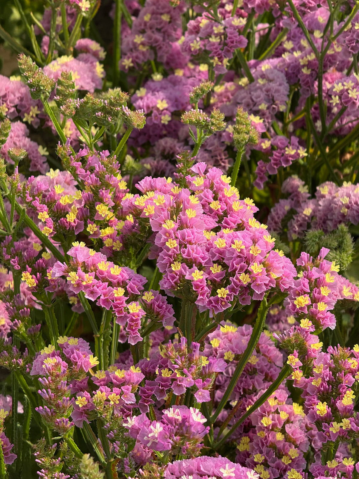 Statice Forever Happy | Limonium sinuatum