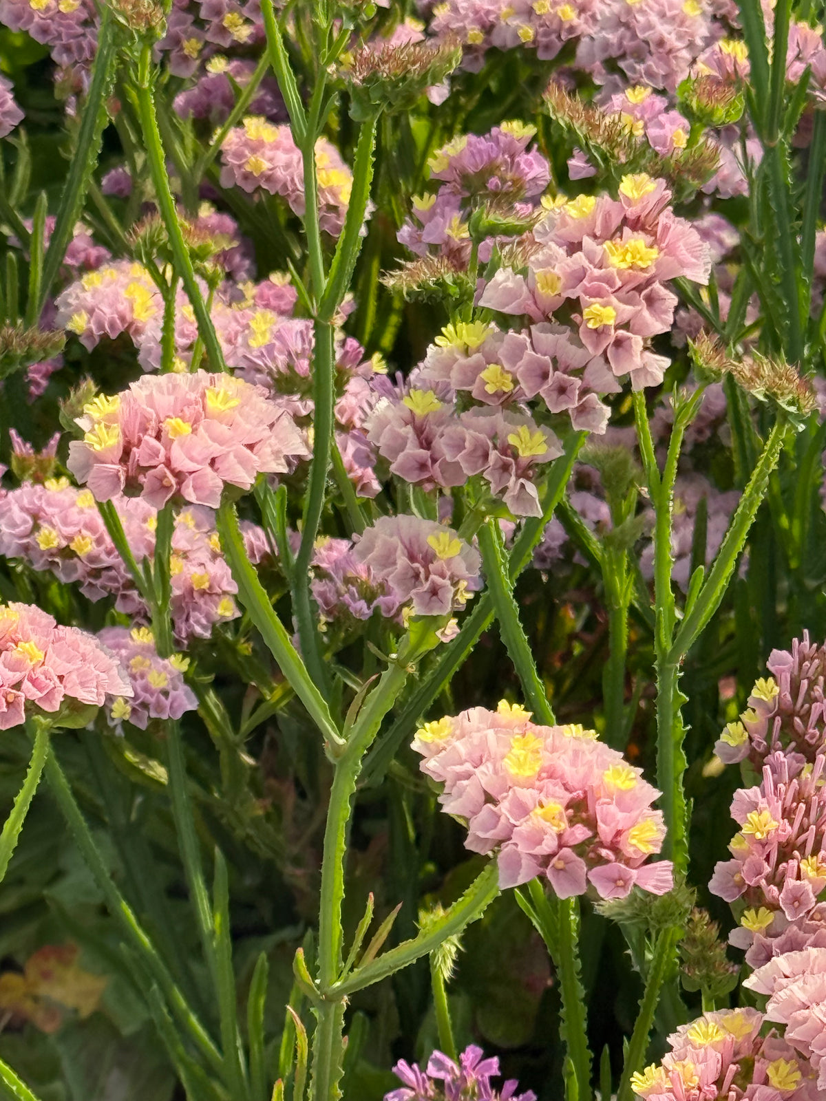 Statice Forever Happy | Limonium sinuatum